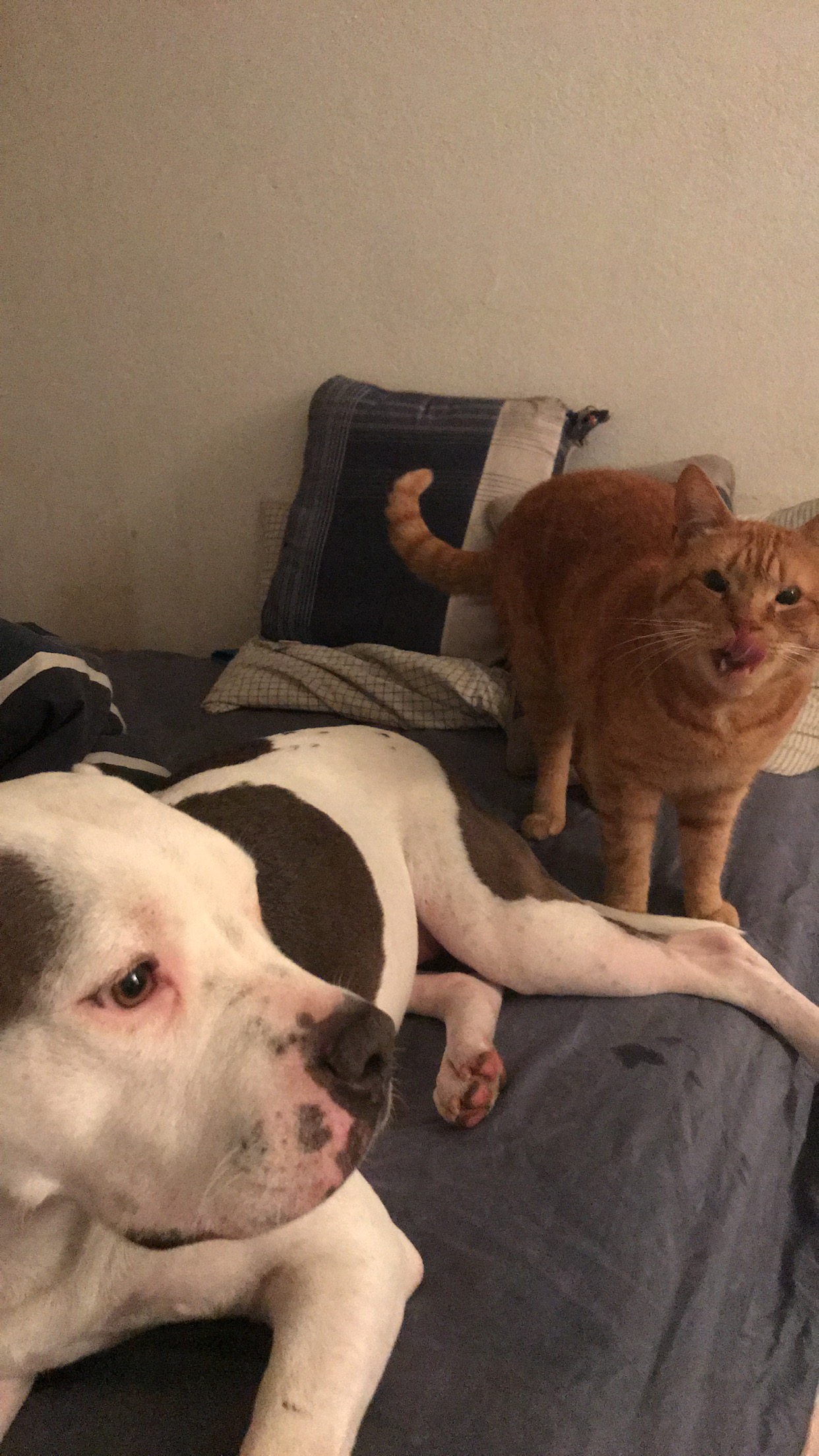 /lostandfound/images/lnfpets/original/20600_thumb_one.jpeg