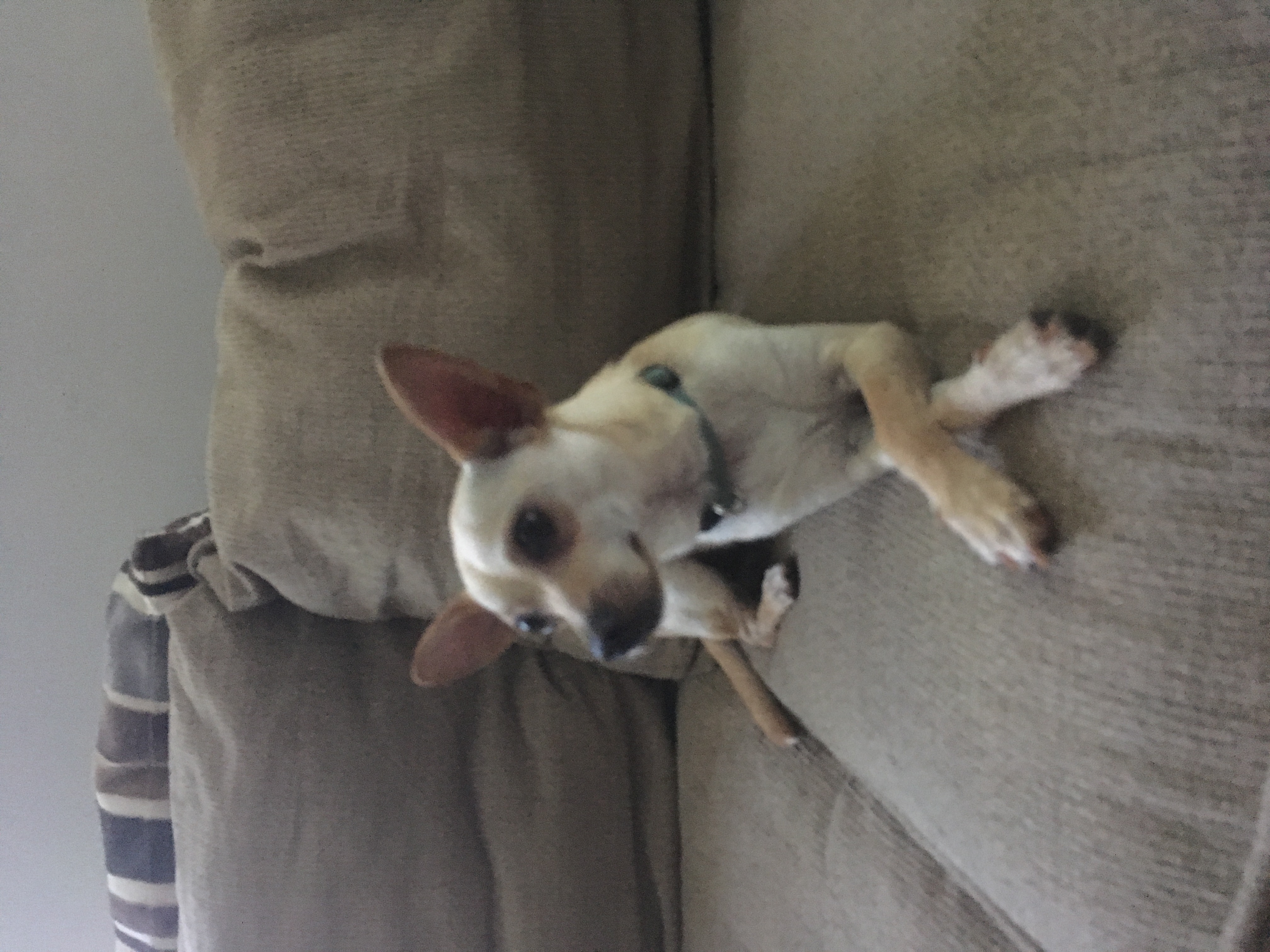 /lostandfound/images/lnfpets/original/20769_thumb_one.jpeg