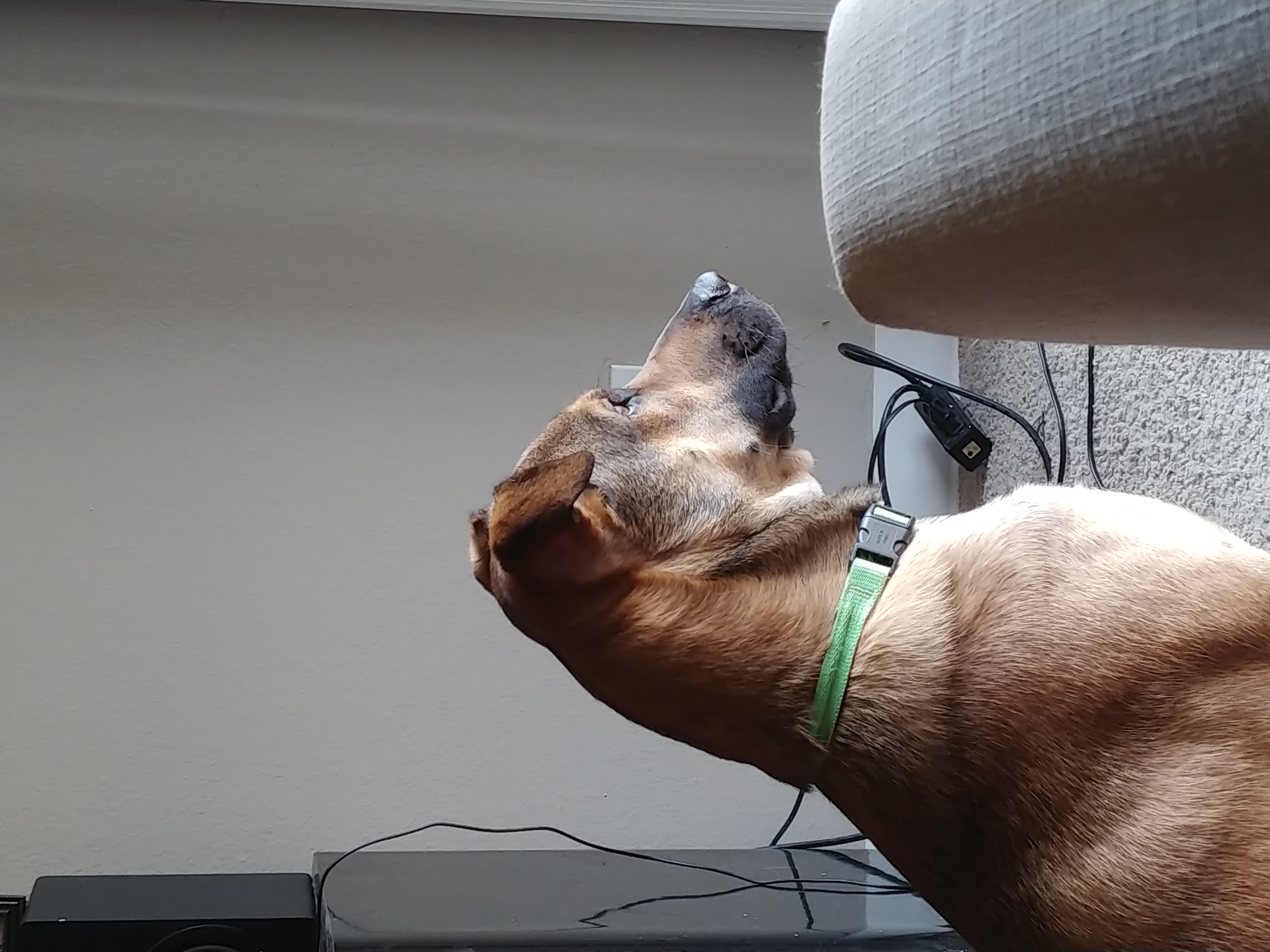 /lostandfound/images/lnfpets/original/20883_thumb_one.jpg
