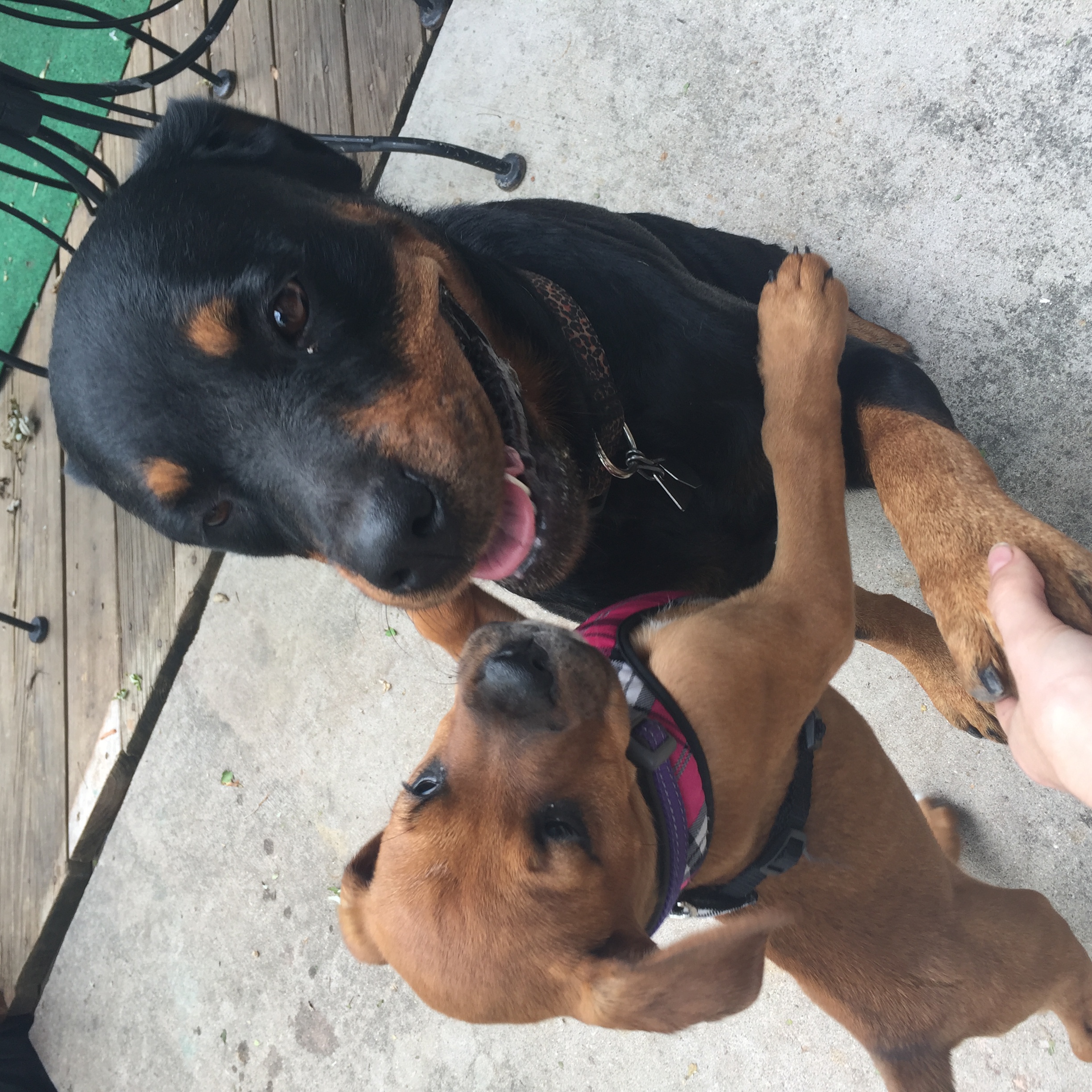 /lostandfound/images/lnfpets/original/21020_thumb_one.jpeg