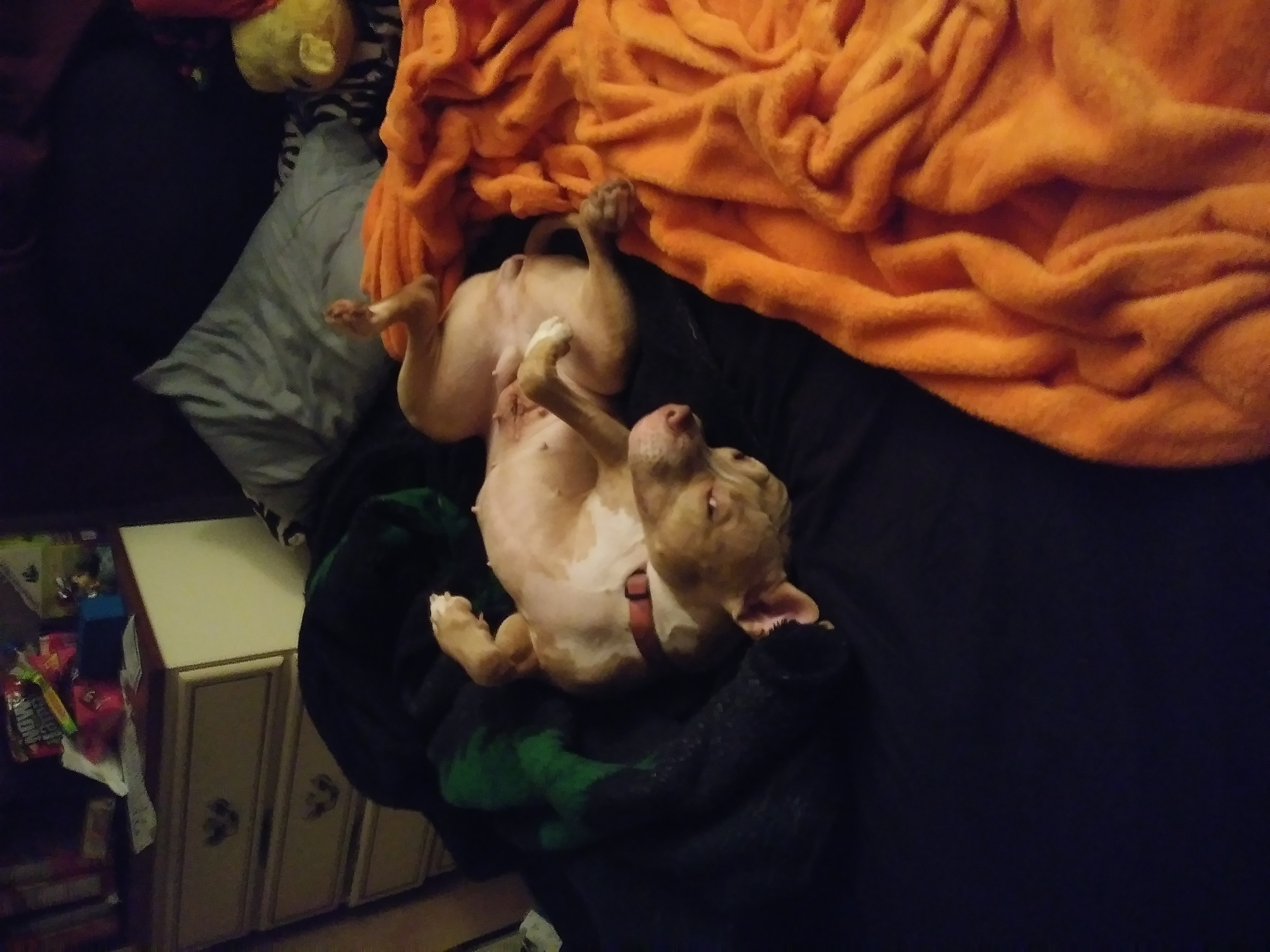 /lostandfound/images/lnfpets/original/21139_thumb_one.jpg
