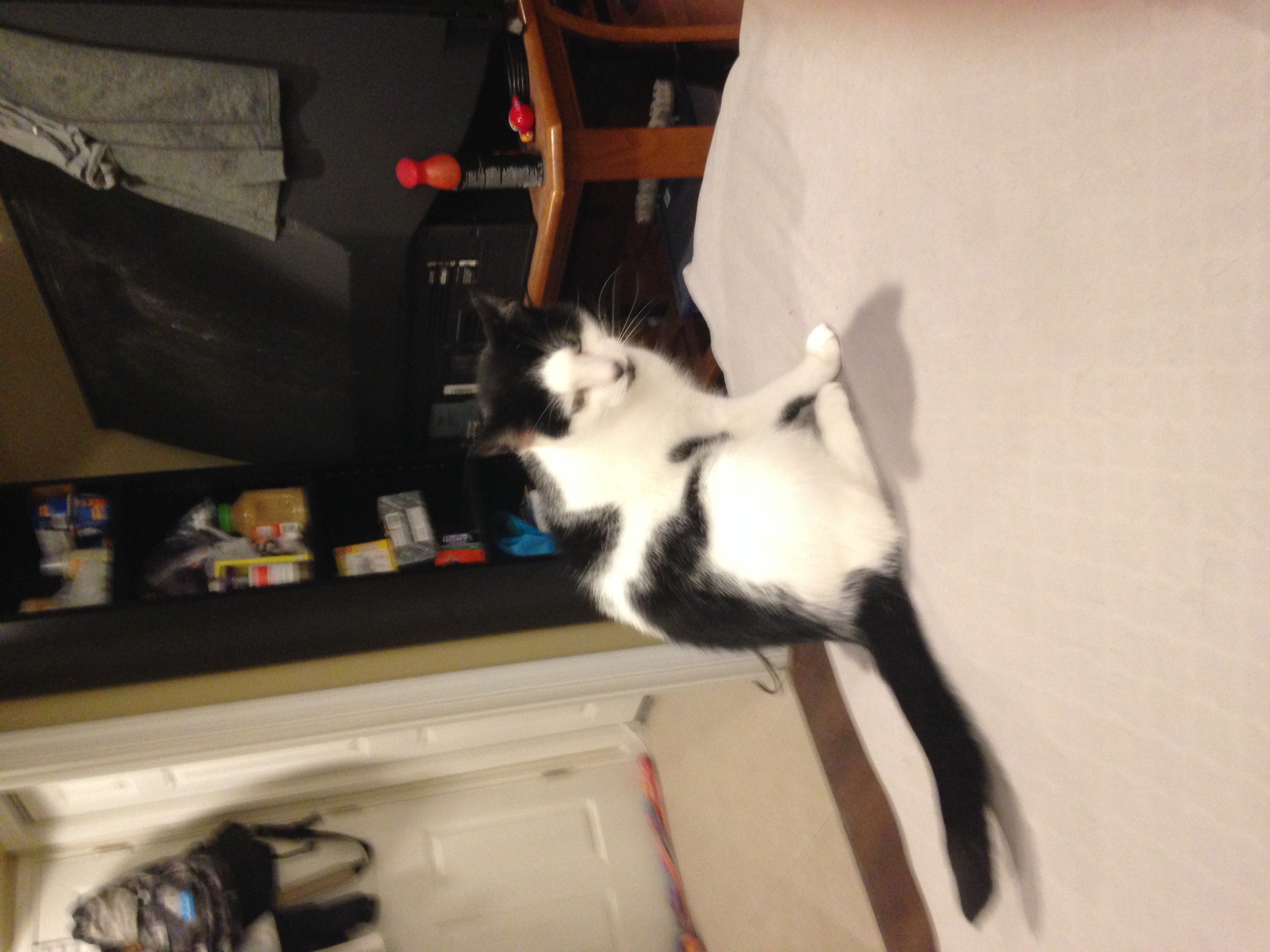 /lostandfound/images/lnfpets/original/21160_thumb_one.jpg
