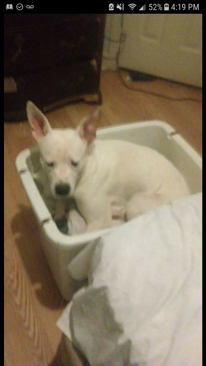 /lostandfound/images/lnfpets/original/21371_62757_Screenshot_20180828-161918.jpg