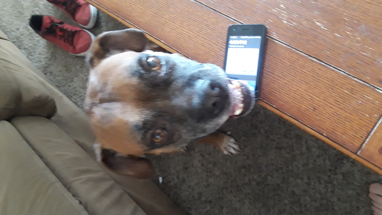 /lostandfound/images/lnfpets/original/21394_thumb_one.jpeg