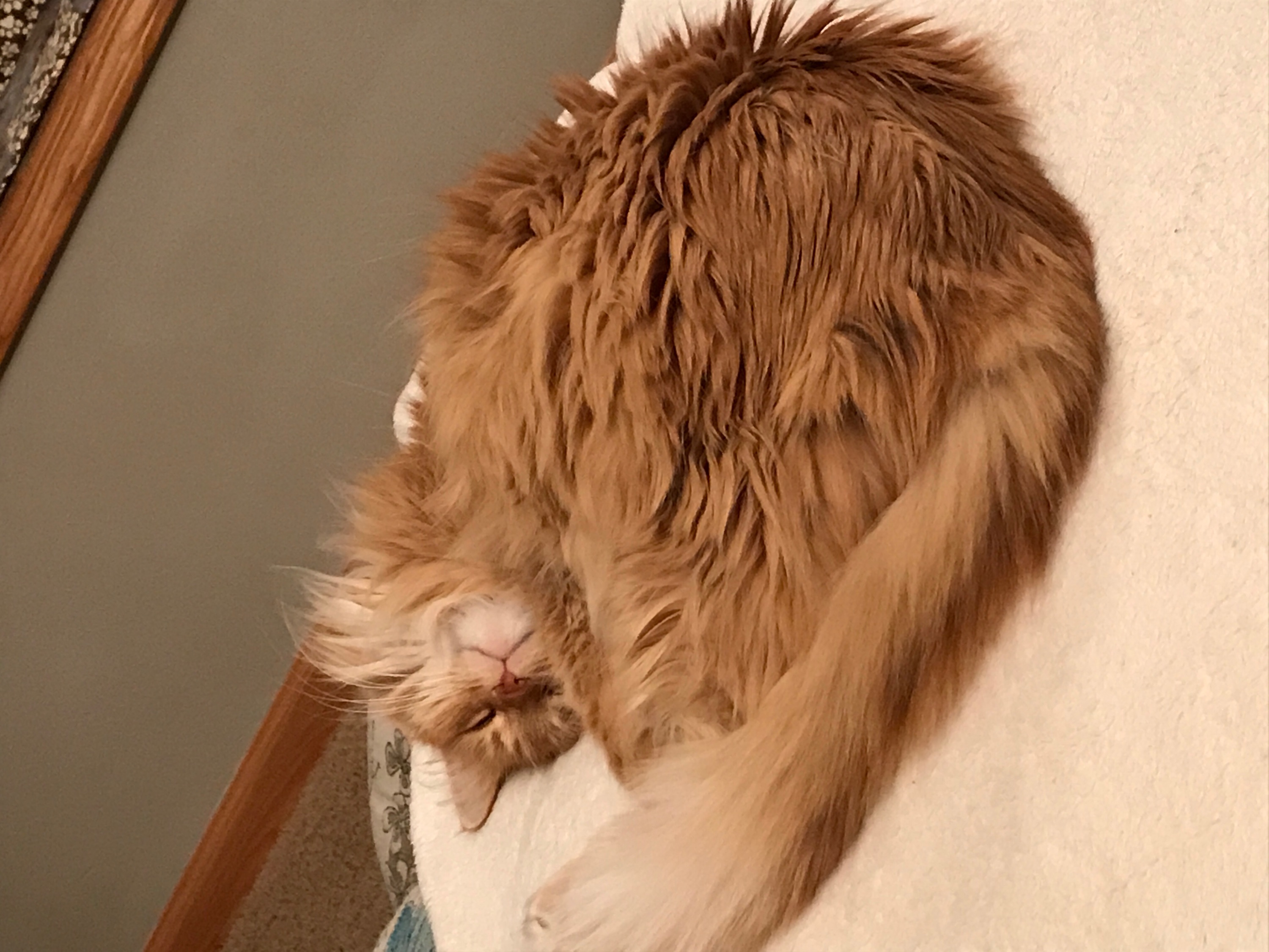 /lostandfound/images/lnfpets/original/21401_thumb_one.jpg