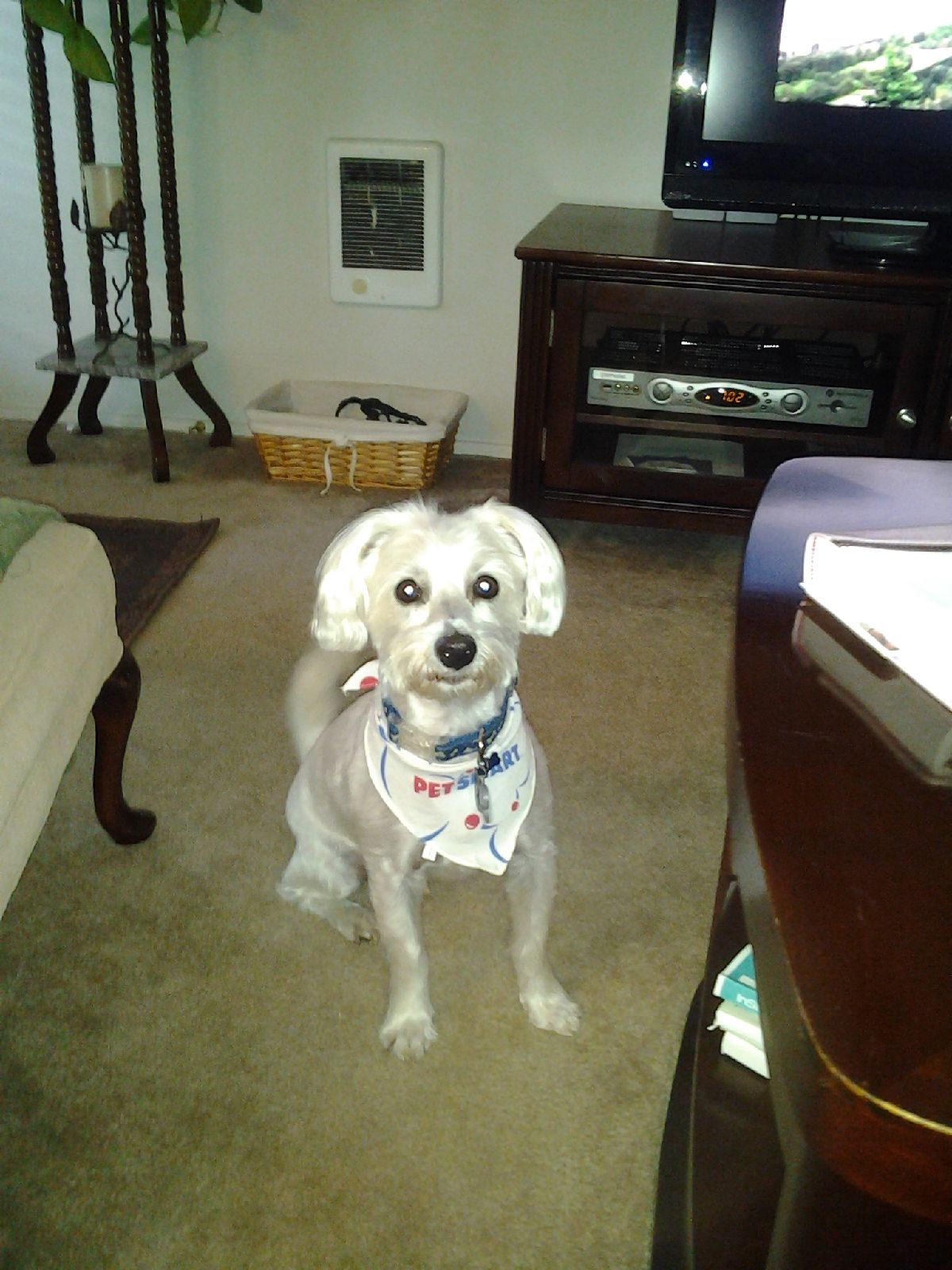 /lostandfound/images/lnfpets/original/21497_83457_image.jpeg