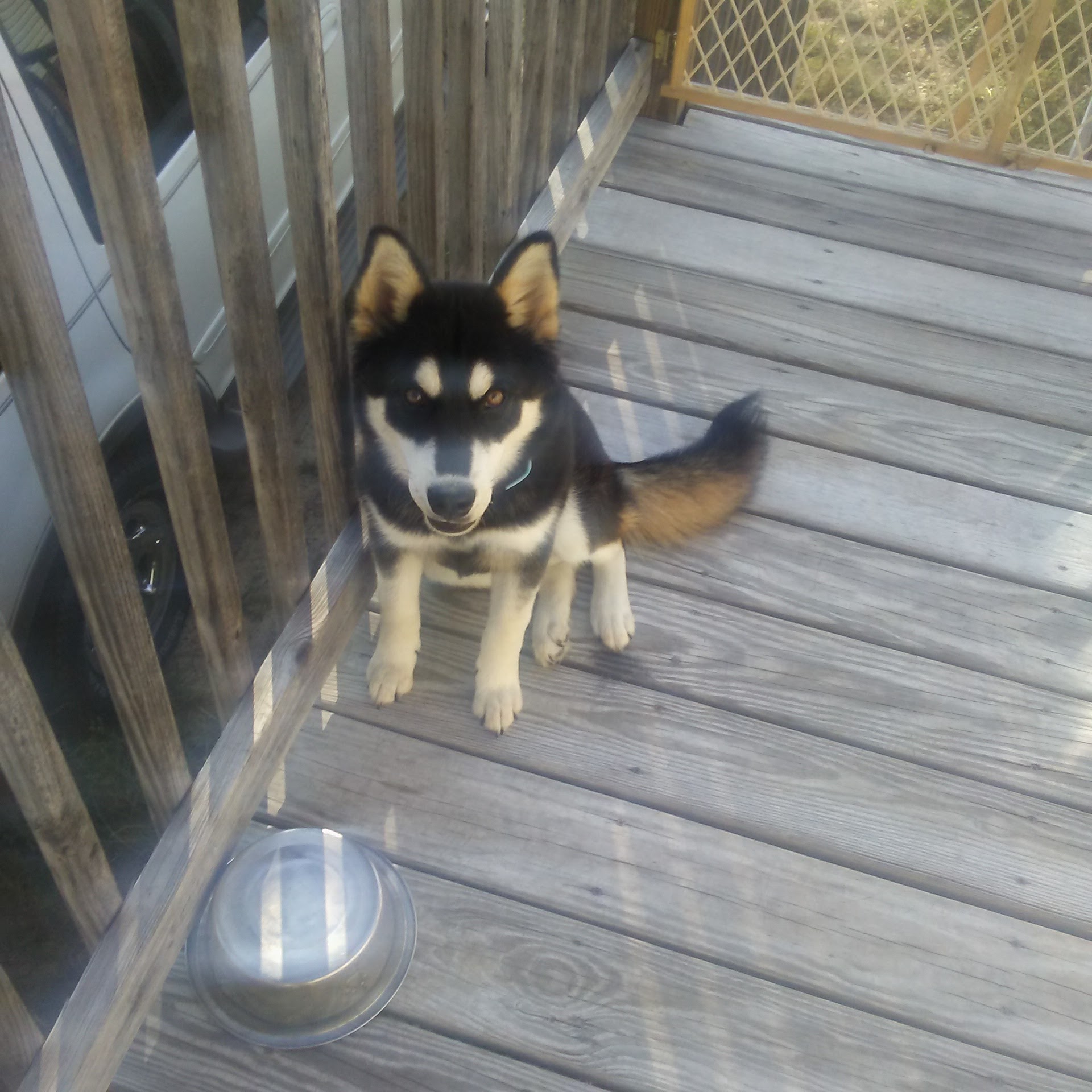 /lostandfound/images/lnfpets/original/21608_thumb_one.jpg