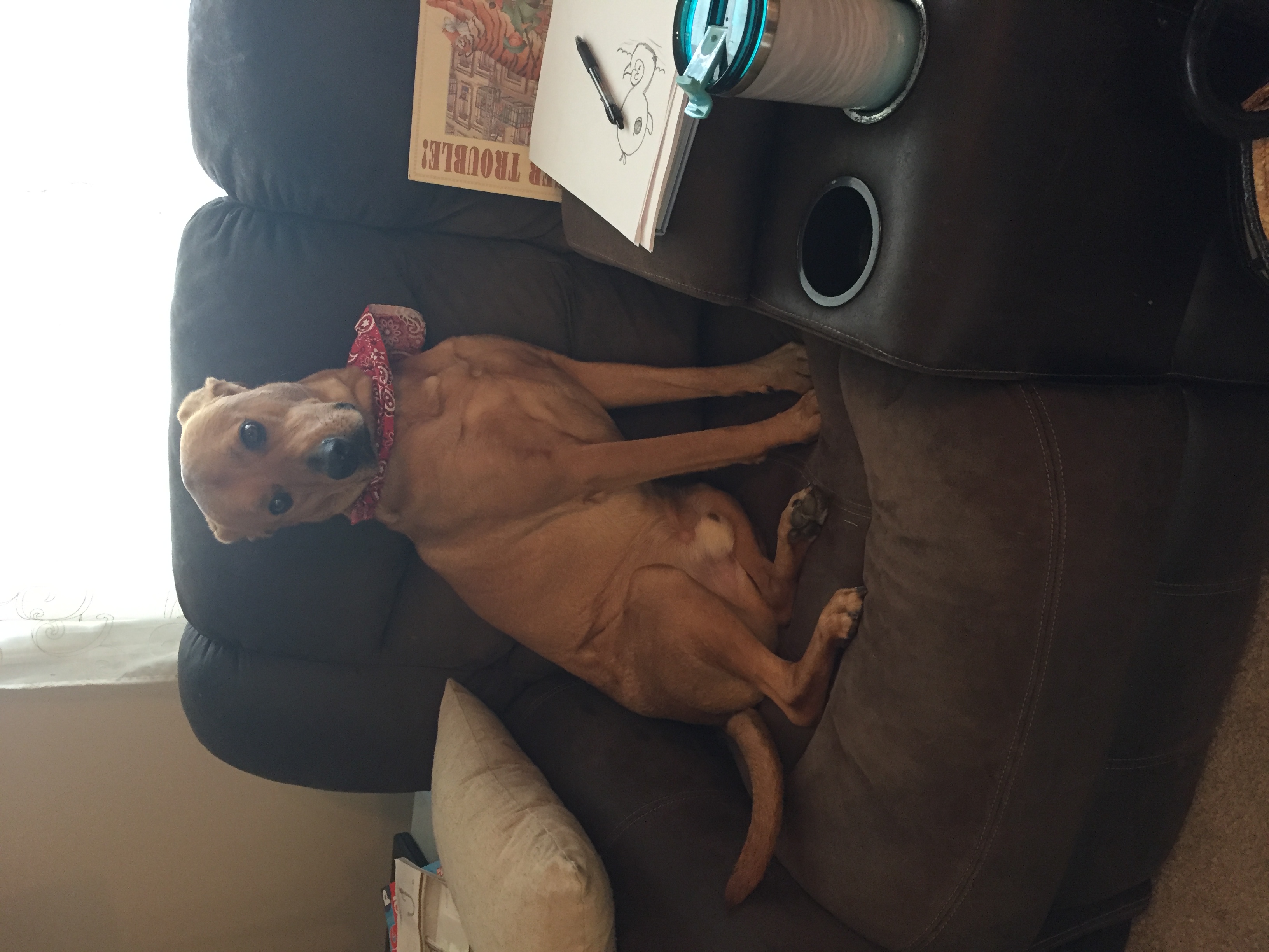 /lostandfound/images/lnfpets/original/21758_92633_3063AC5A-F0ED-45A2-9CF8-0A3AB02346BA.jpeg