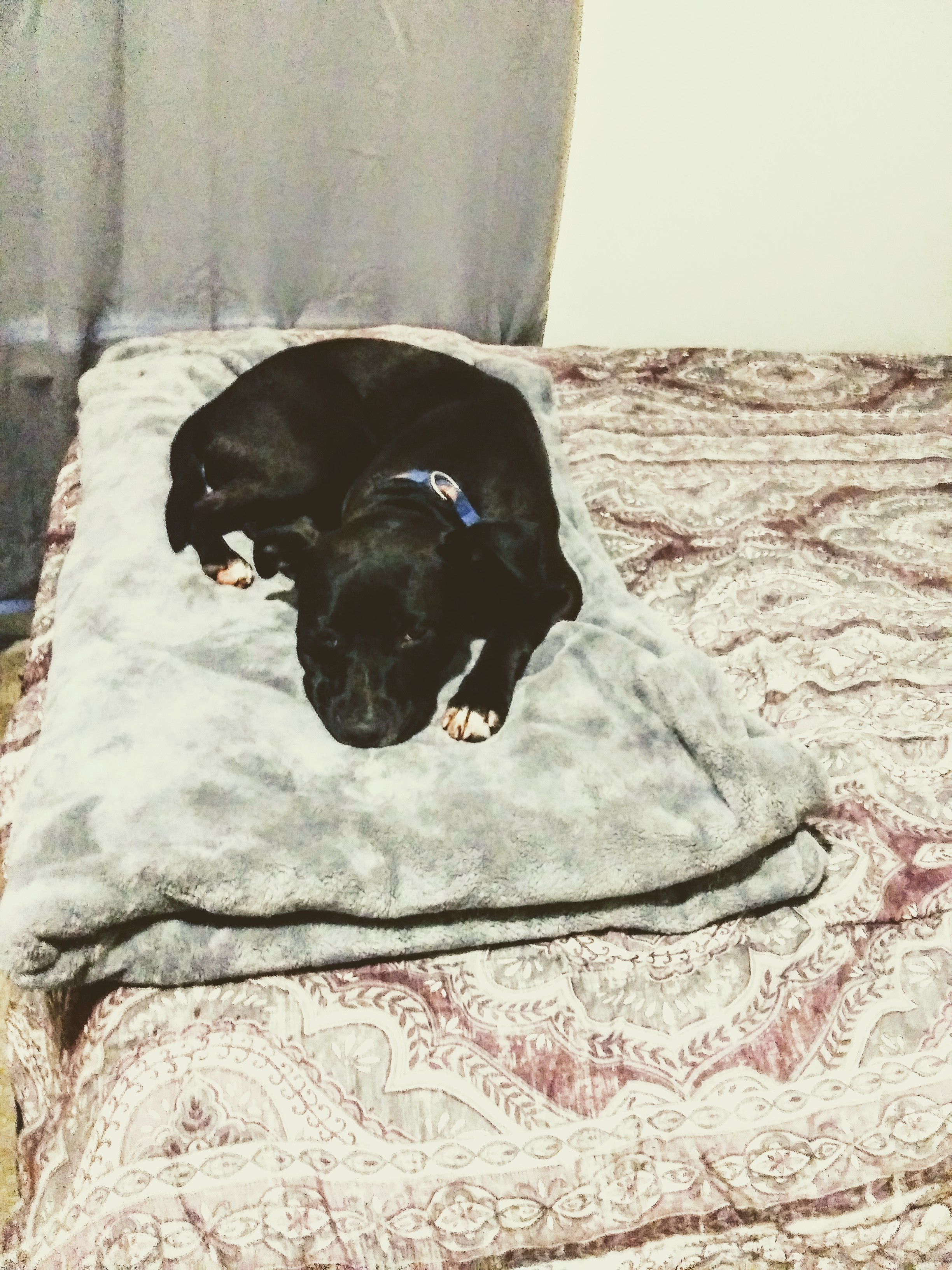 /lostandfound/images/lnfpets/original/21812_thumb_one.jpg