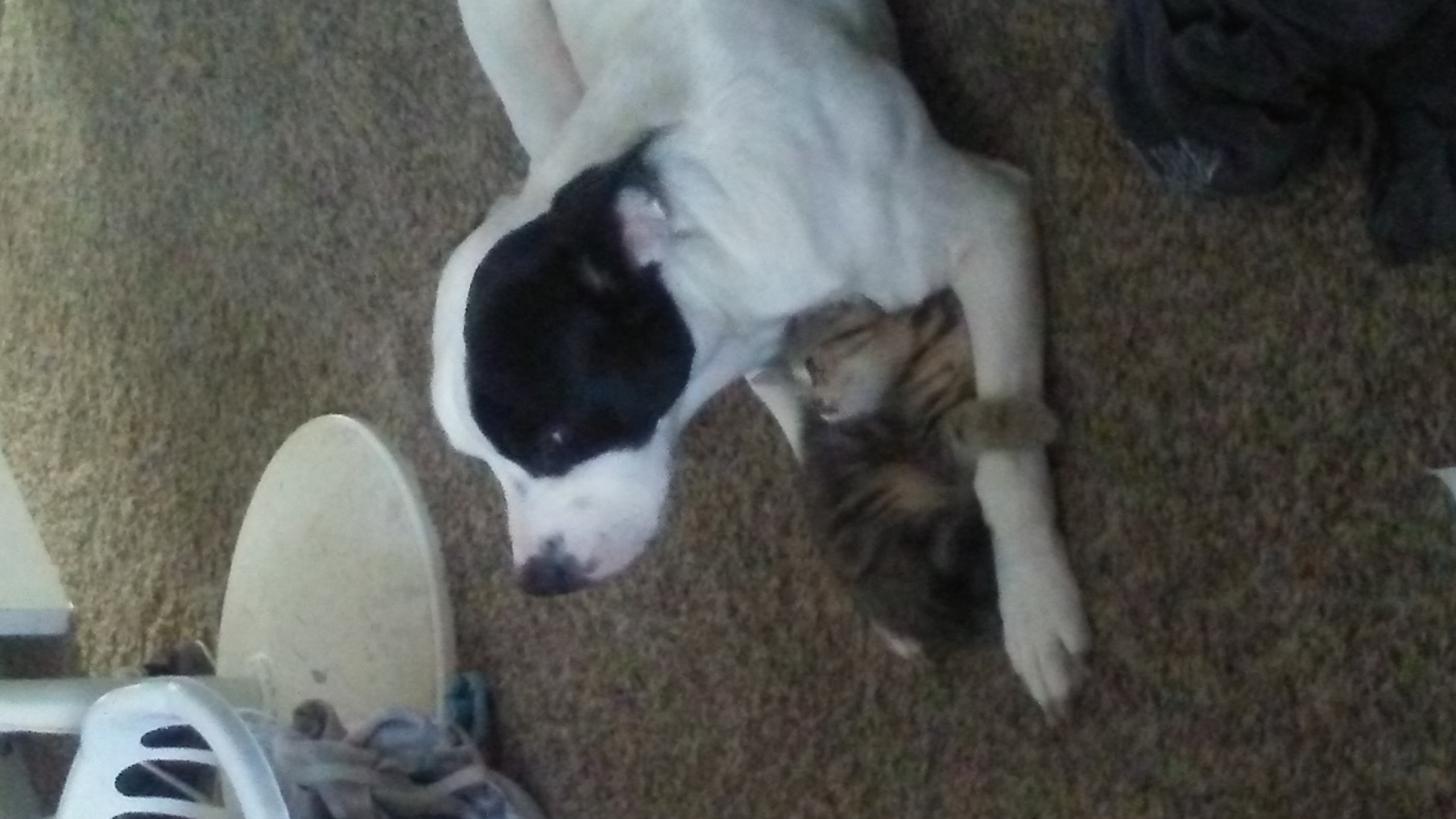 /lostandfound/images/lnfpets/original/21835_thumb_one.jpg