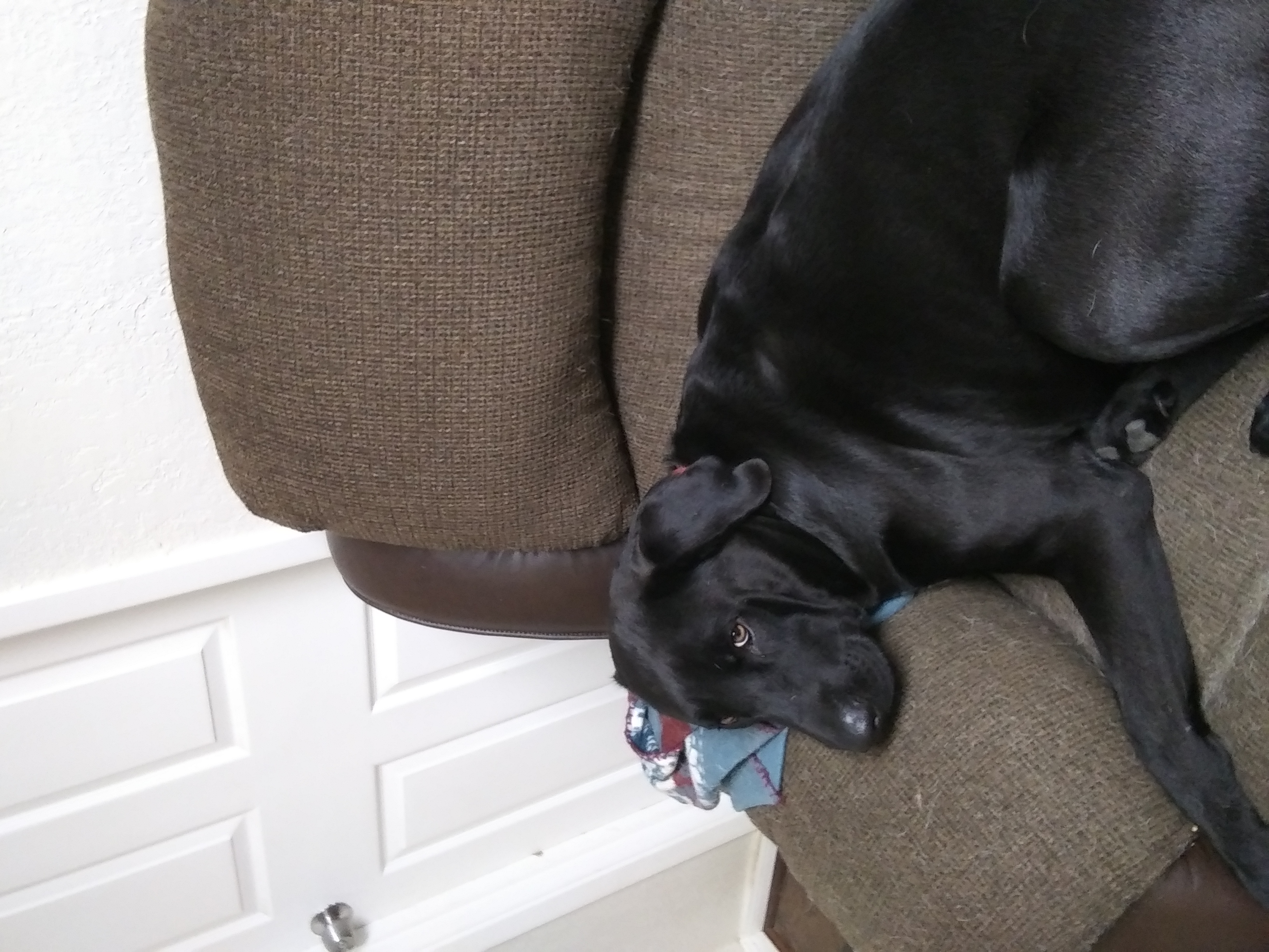 /lostandfound/images/lnfpets/original/21879_thumb_one.jpg