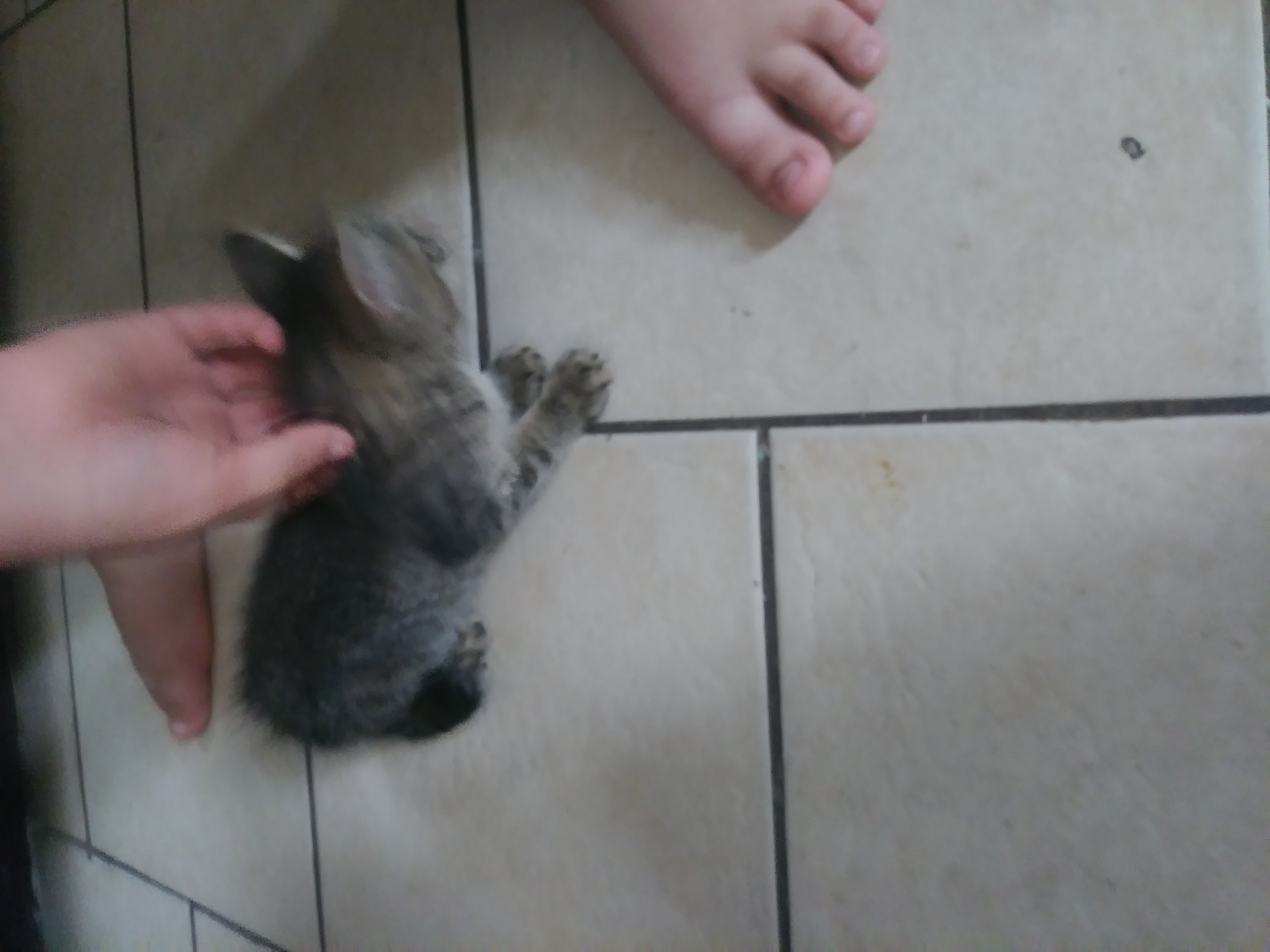 /lostandfound/images/lnfpets/original/22250_thumb_one.jpg