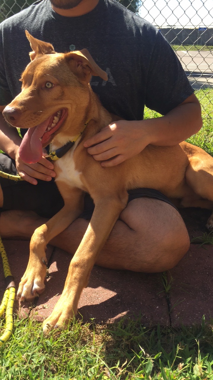 /lostandfound/images/lnfpets/original/22362_thumb_one.jpeg