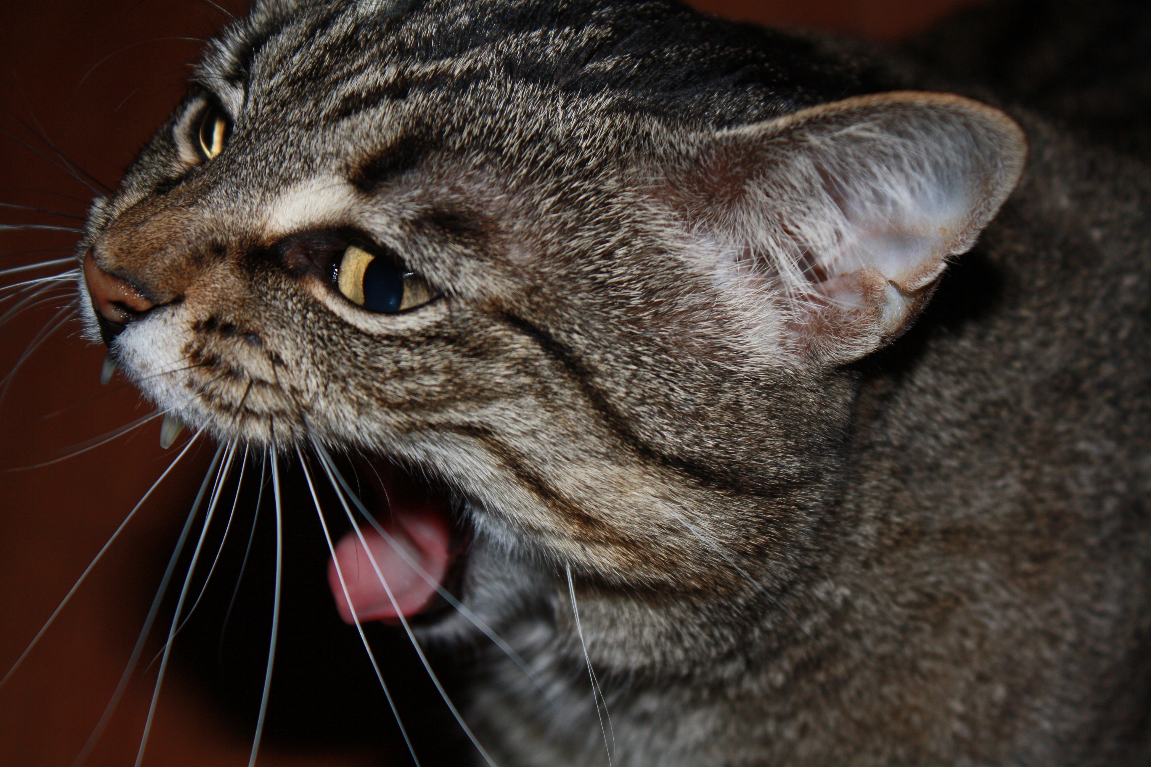 /lostandfound/images/lnfpets/original/22366_thumb_one.jpeg