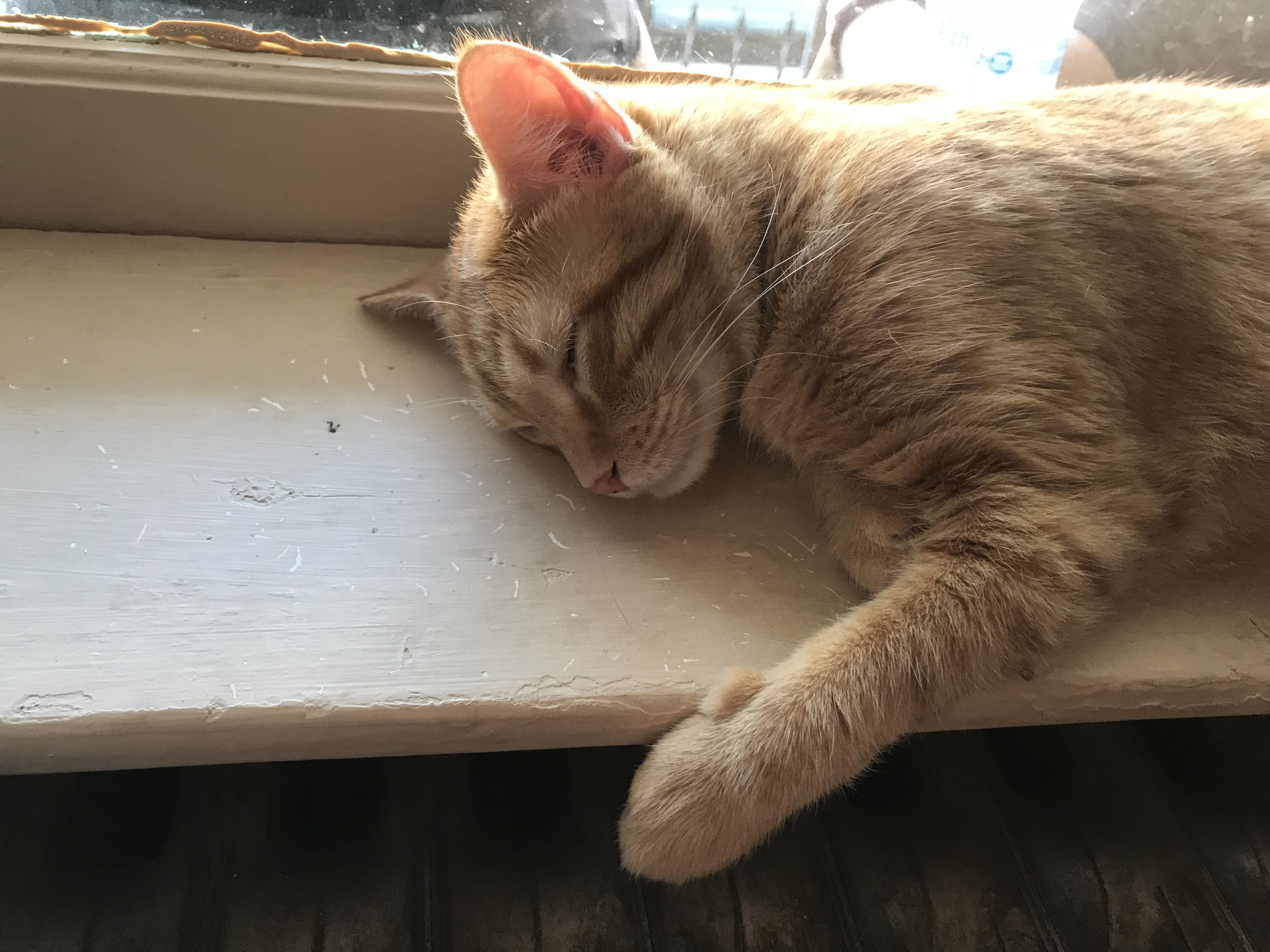 /lostandfound/images/lnfpets/original/22437_thumb_one.jpeg