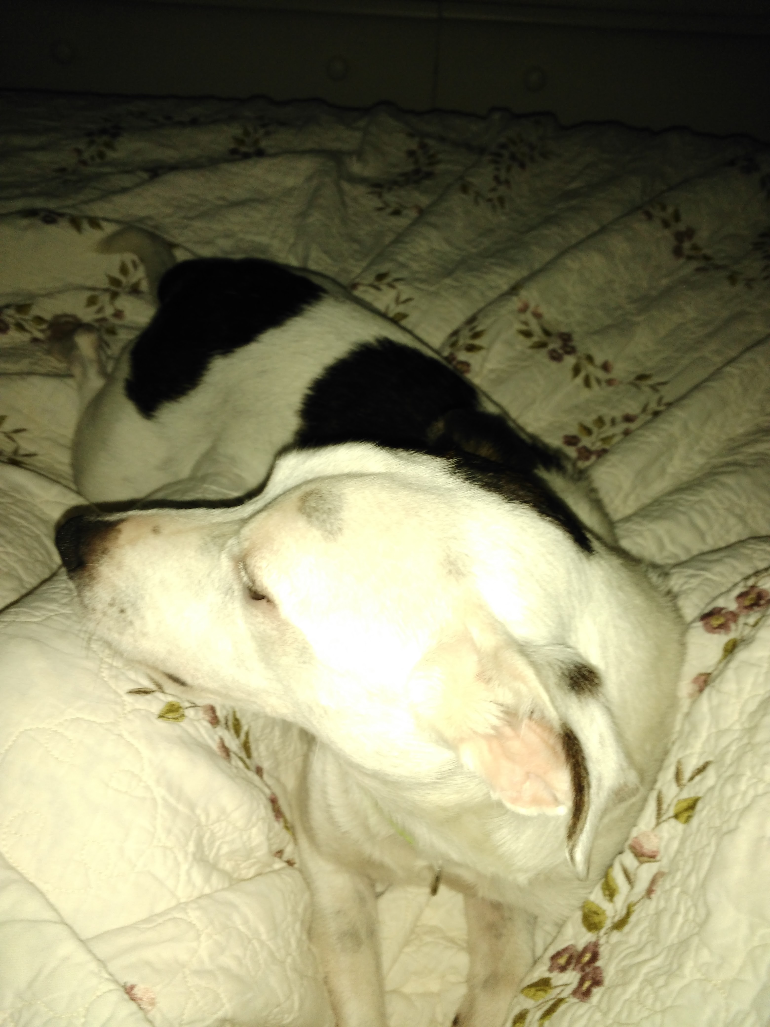 /lostandfound/images/lnfpets/original/22463_thumb_one.jpg