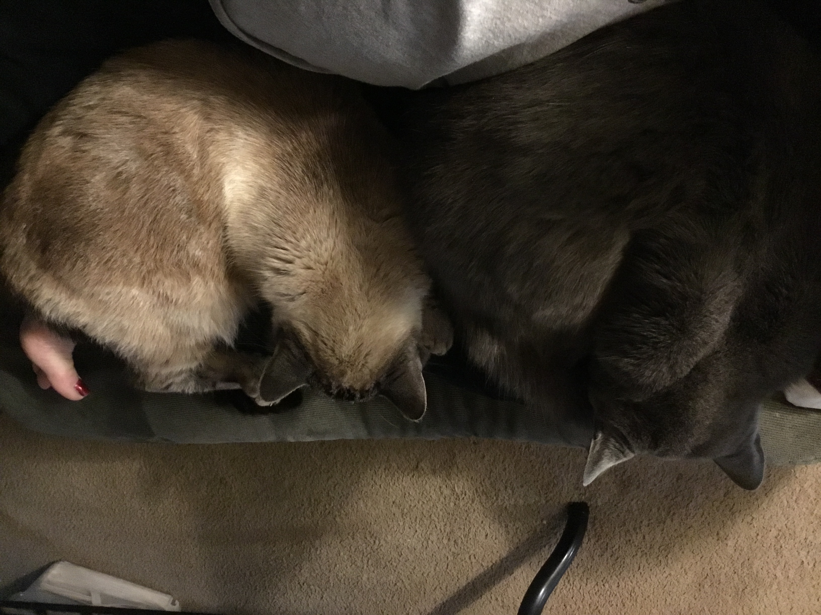 /lostandfound/images/lnfpets/original/22553_thumb_one.jpeg