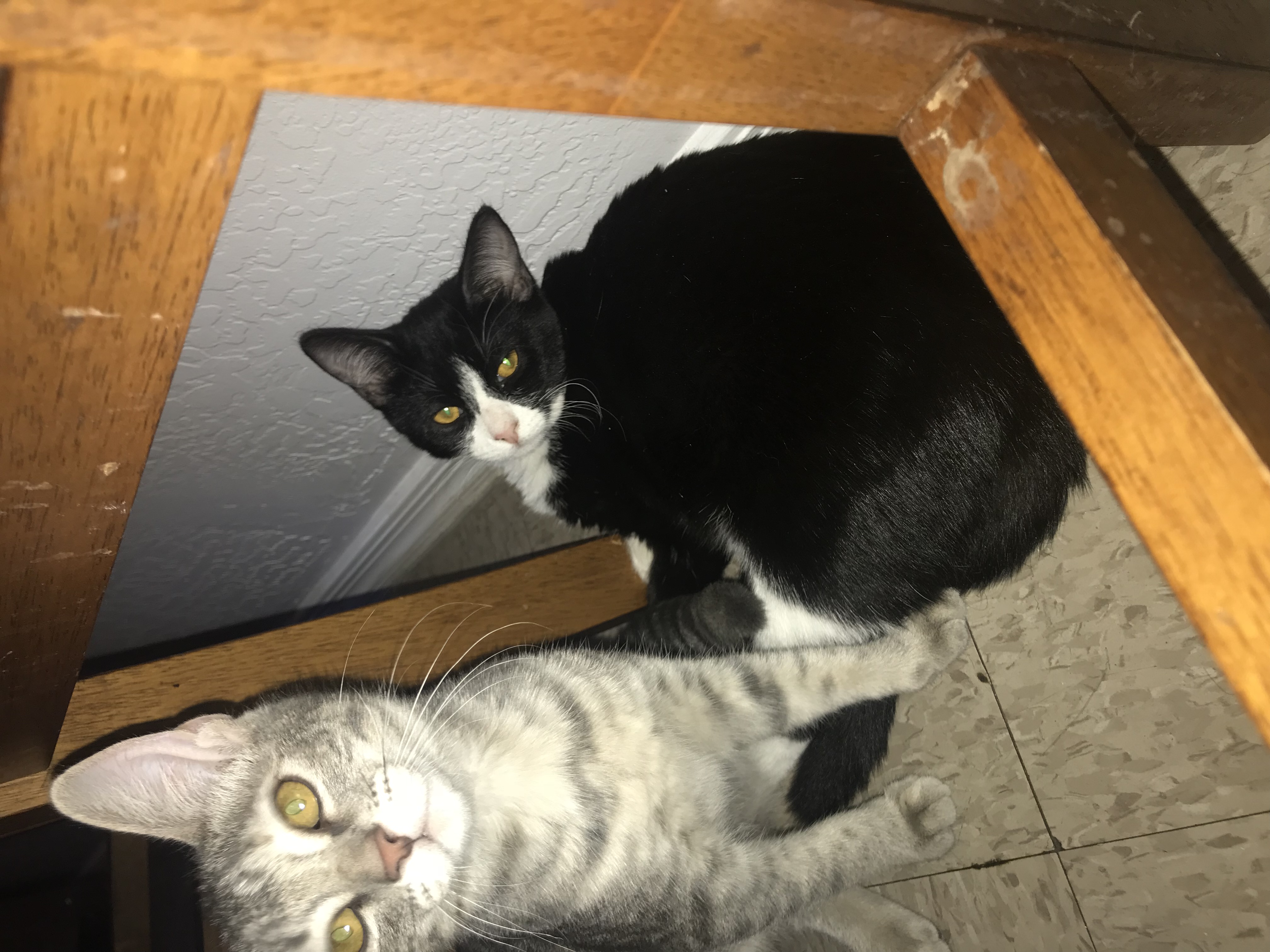 /lostandfound/images/lnfpets/original/22555_thumb_one.jpeg