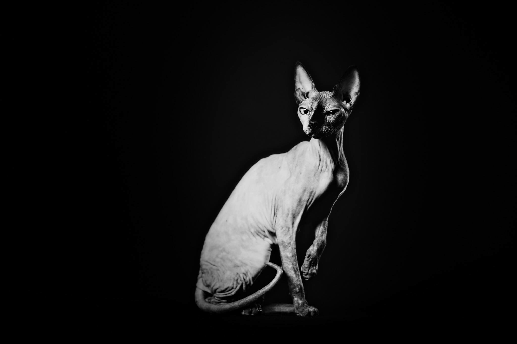 /lostandfound/images/lnfpets/original/22579_77454_F8632DE3-6CDC-4640-BC70-8FEFA70FF4C8.jpeg