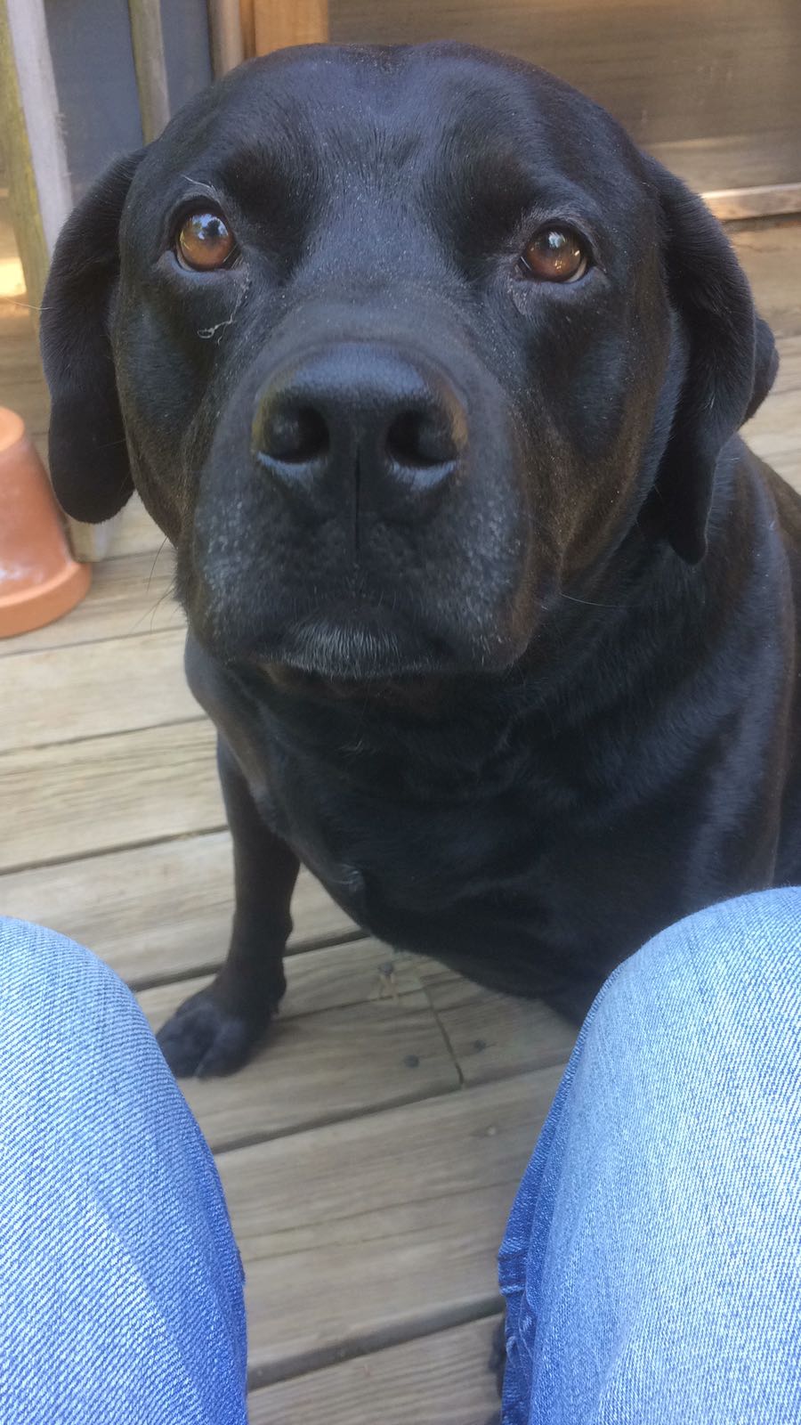 /lostandfound/images/lnfpets/original/22646_thumb_one.jpeg