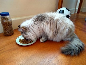 /lostandfound/images/lnfpets/original/22677_88685_Jelly.jpg