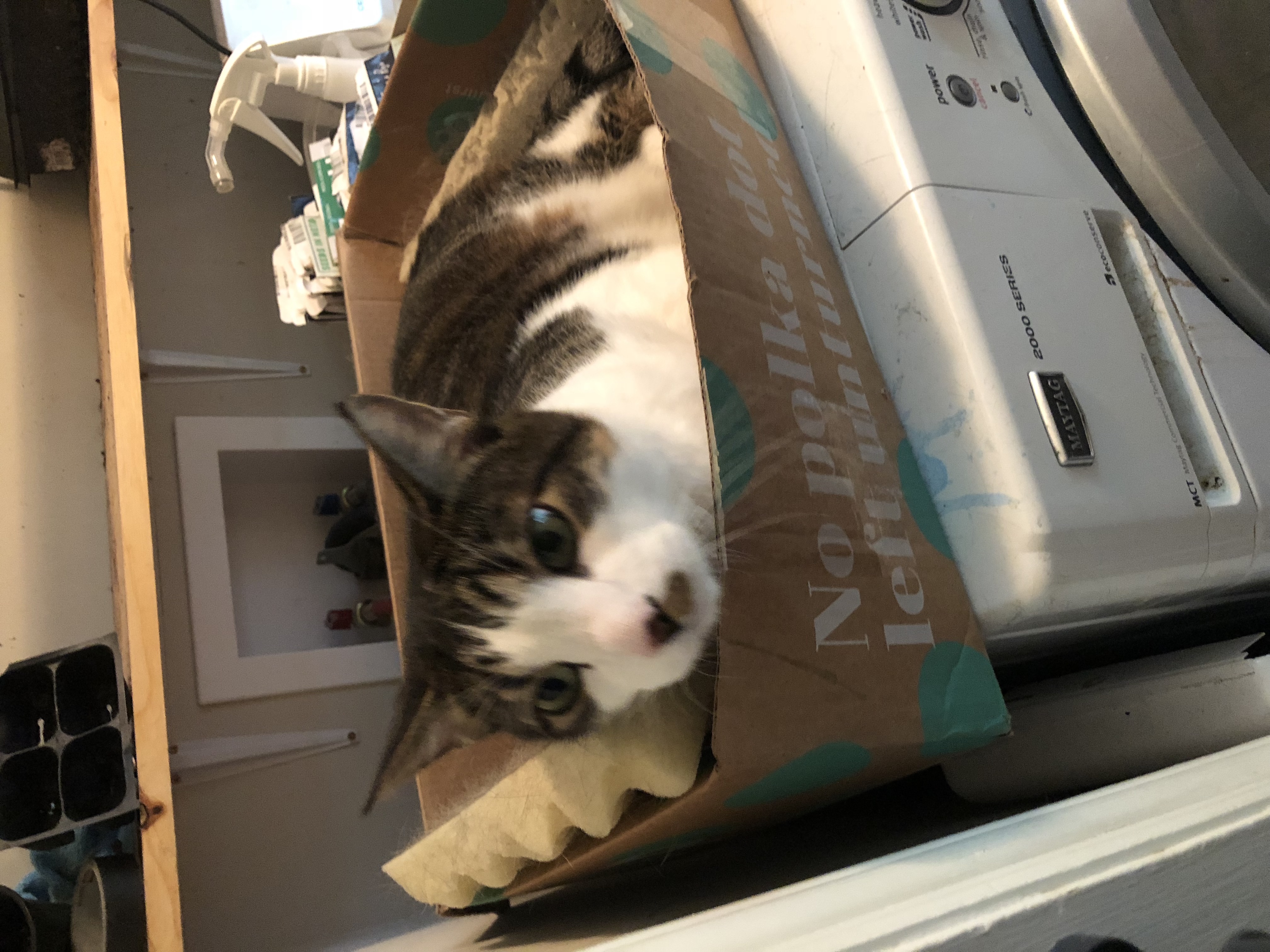 /lostandfound/images/lnfpets/original/22844_thumb_one.jpg