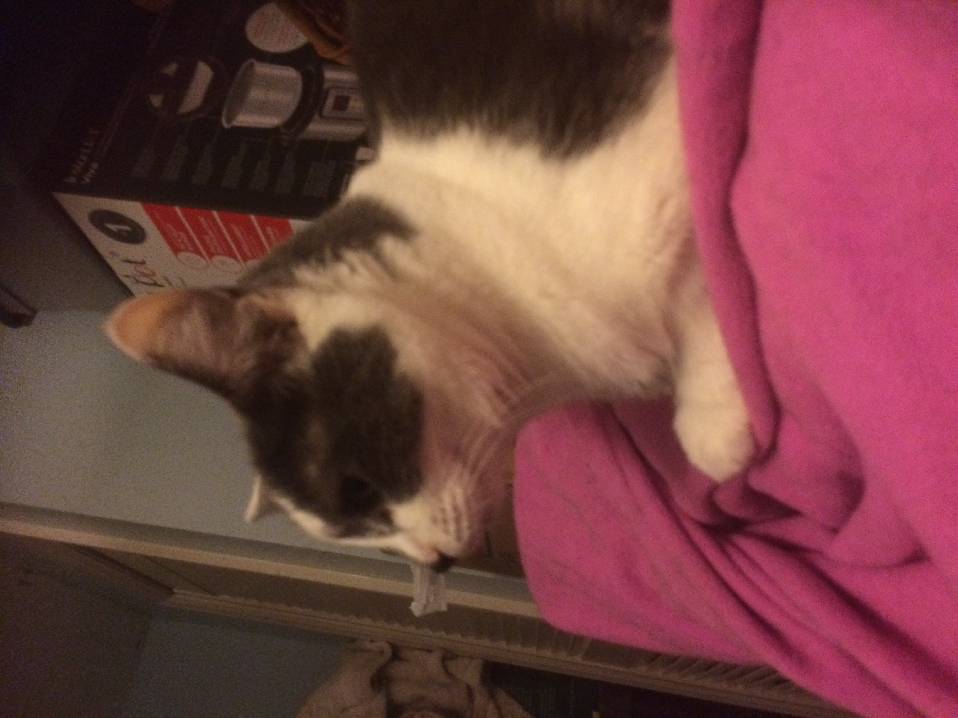/lostandfound/images/lnfpets/original/22953_10358_90E53BF6-3CB9-4153-AE5F-97CF531E811B.jpeg