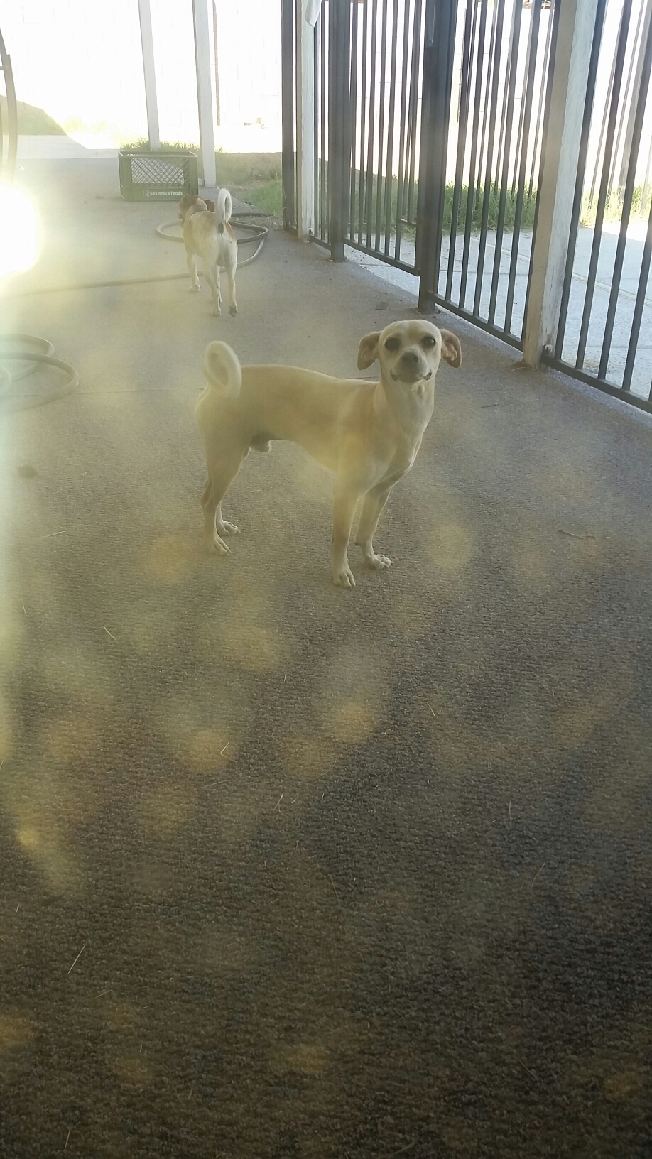 /lostandfound/images/lnfpets/original/22958_thumb_one.jpg