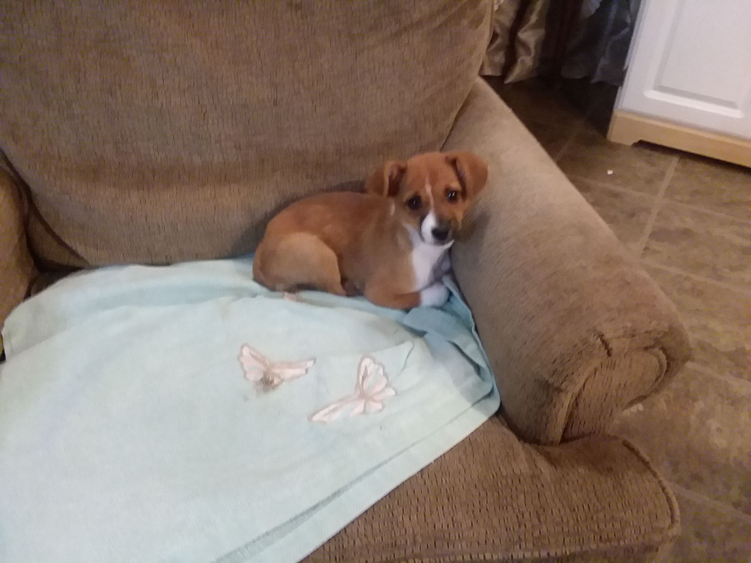 /lostandfound/images/lnfpets/original/22962_45154_1536539019812-1257824011.jpg