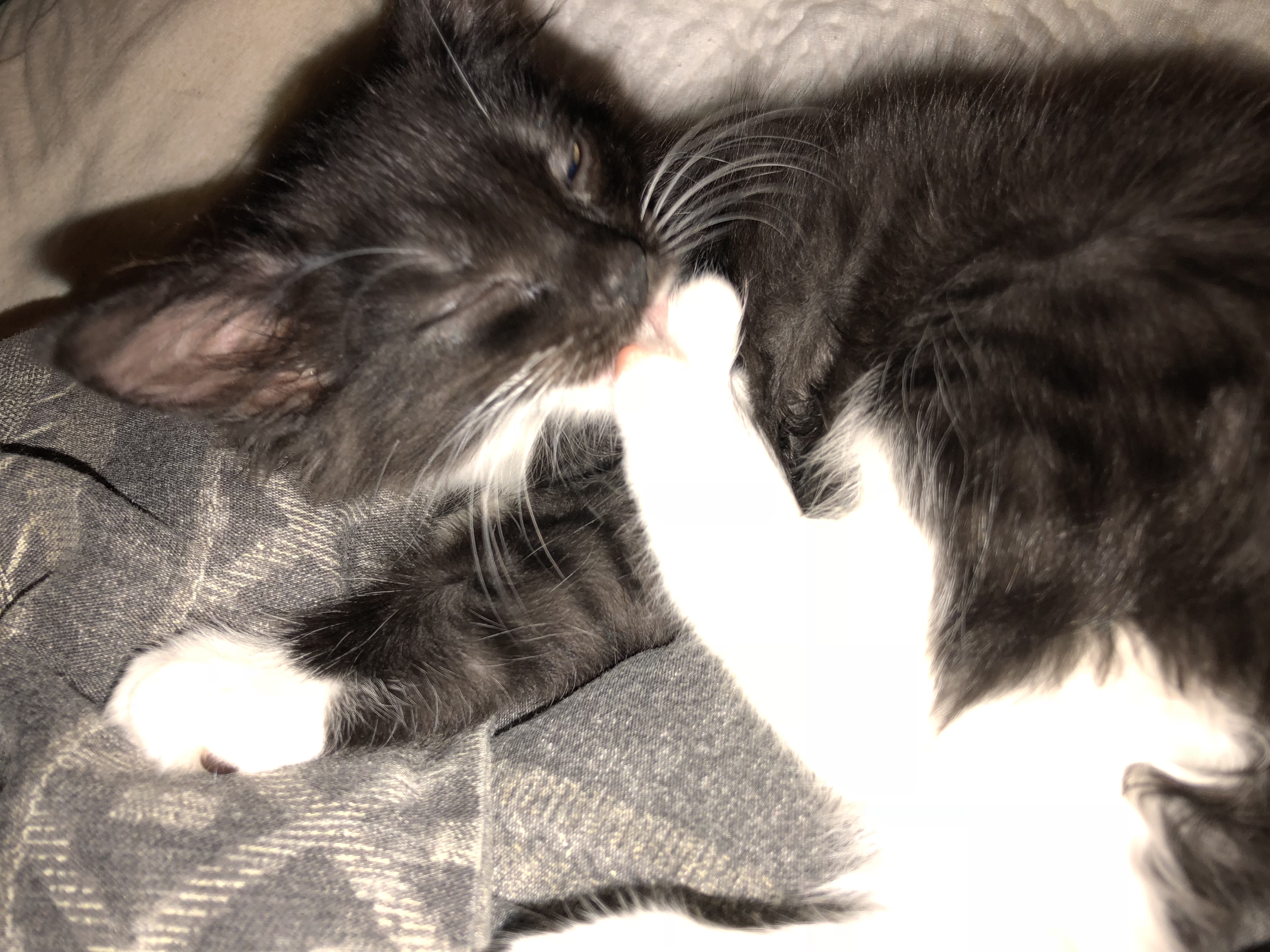/lostandfound/images/lnfpets/original/22982_thumb_one.jpeg