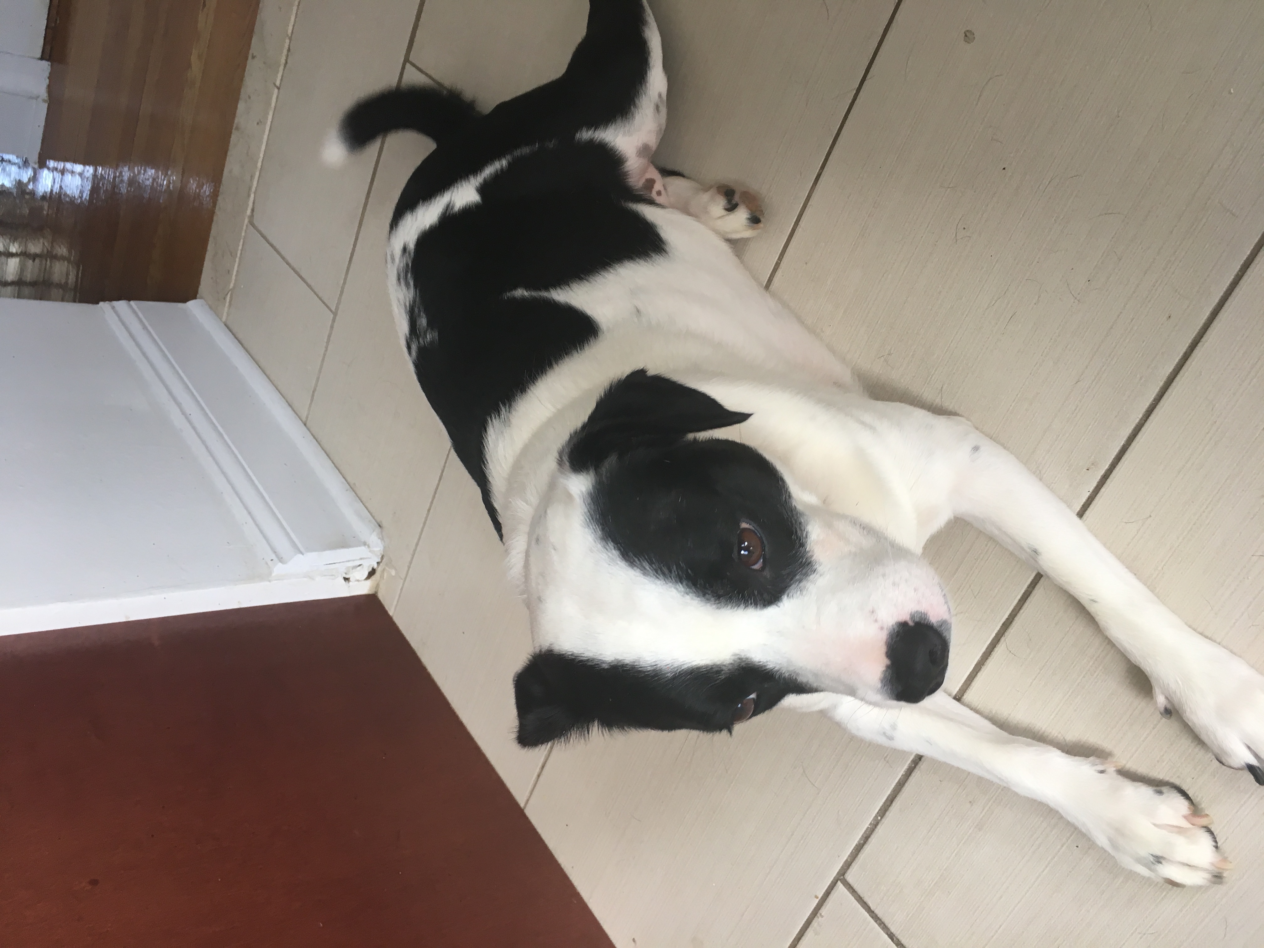 /lostandfound/images/lnfpets/original/23160_thumb_one.jpeg