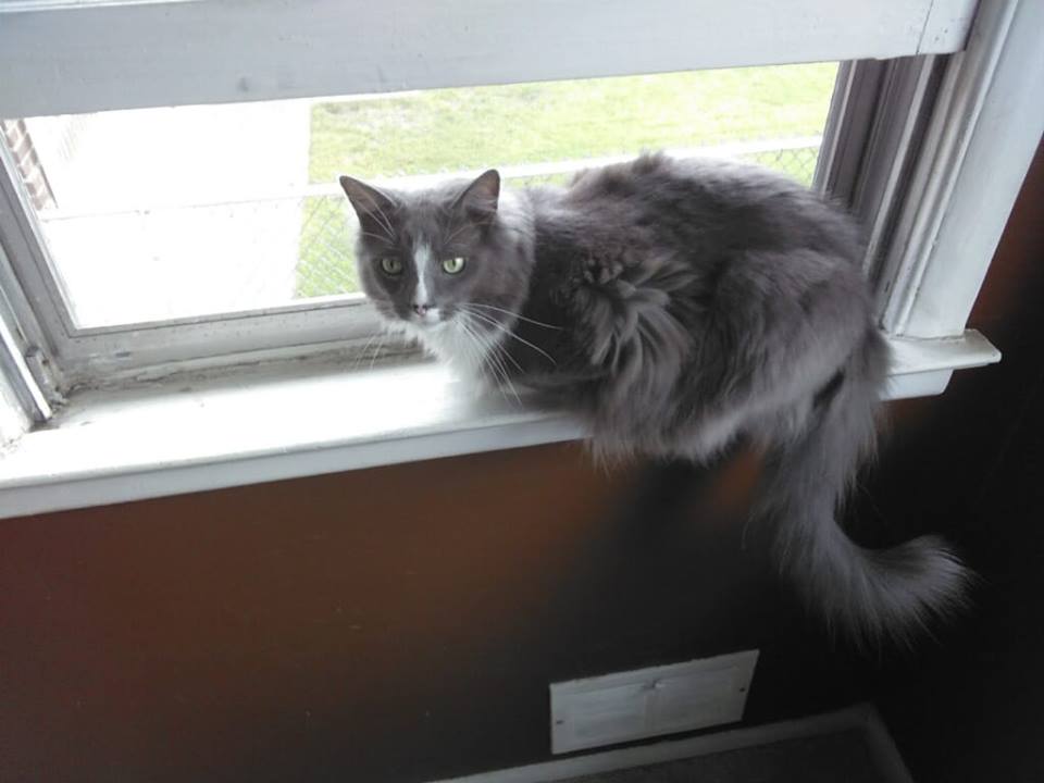 /lostandfound/images/lnfpets/original/23224_82091_fluffy.jpg