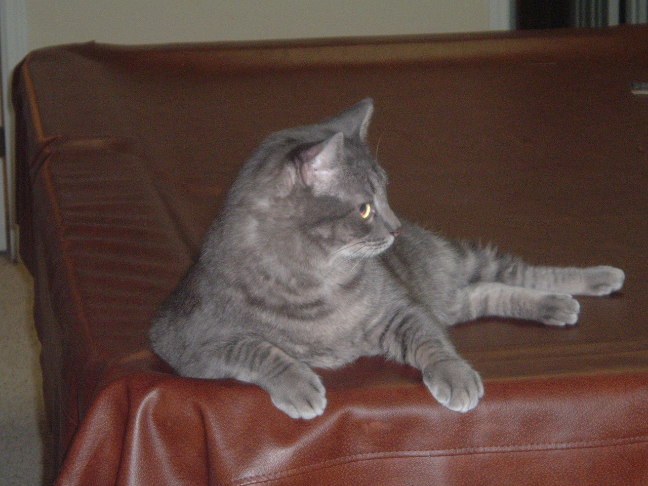/lostandfound/images/lnfpets/original/23281_thumb_one.jpg