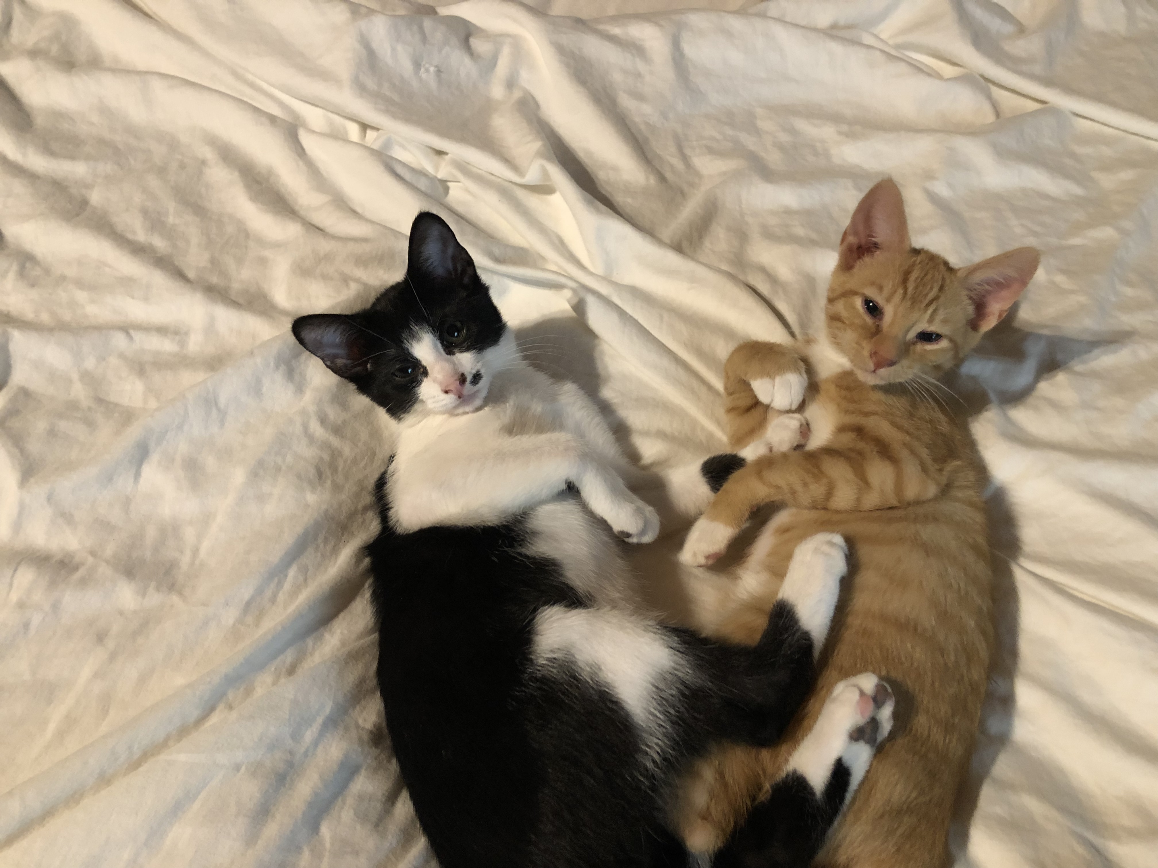 /lostandfound/images/lnfpets/original/23400_thumb_one.jpeg