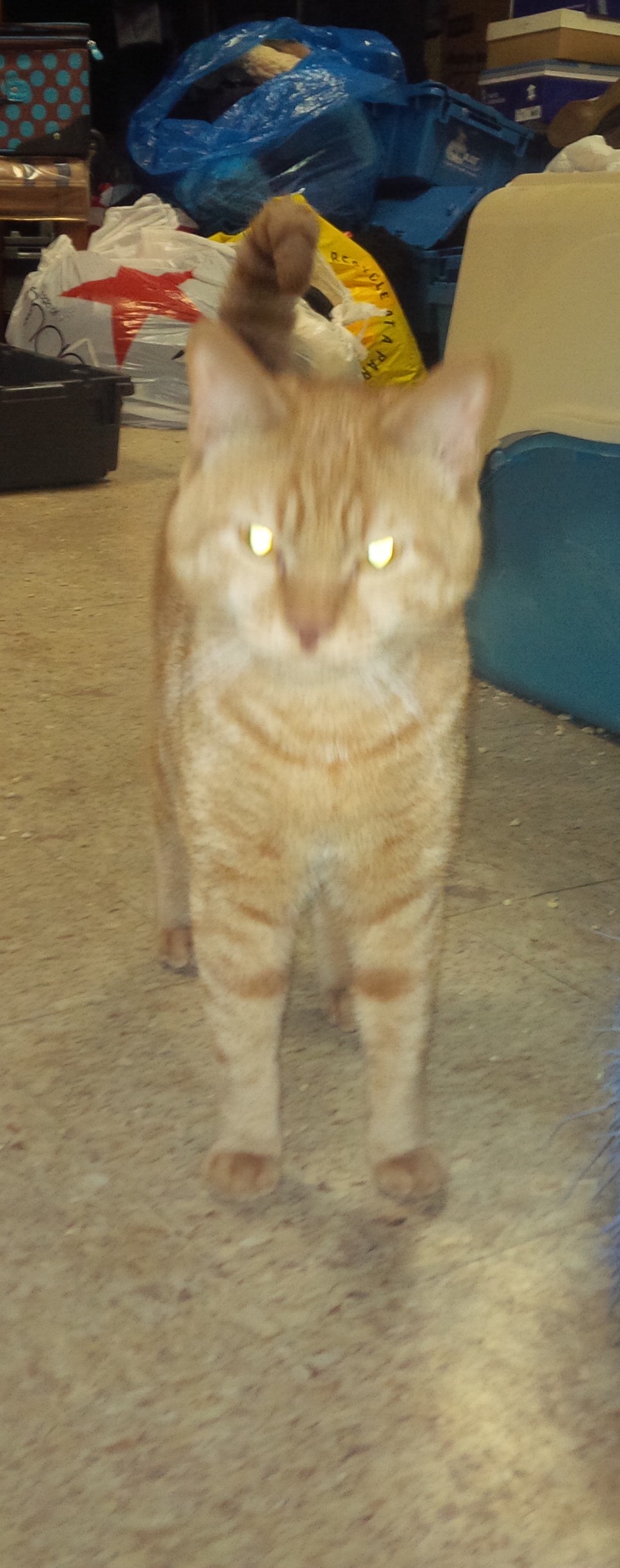 /lostandfound/images/lnfpets/original/23477_thumb_one.jpg