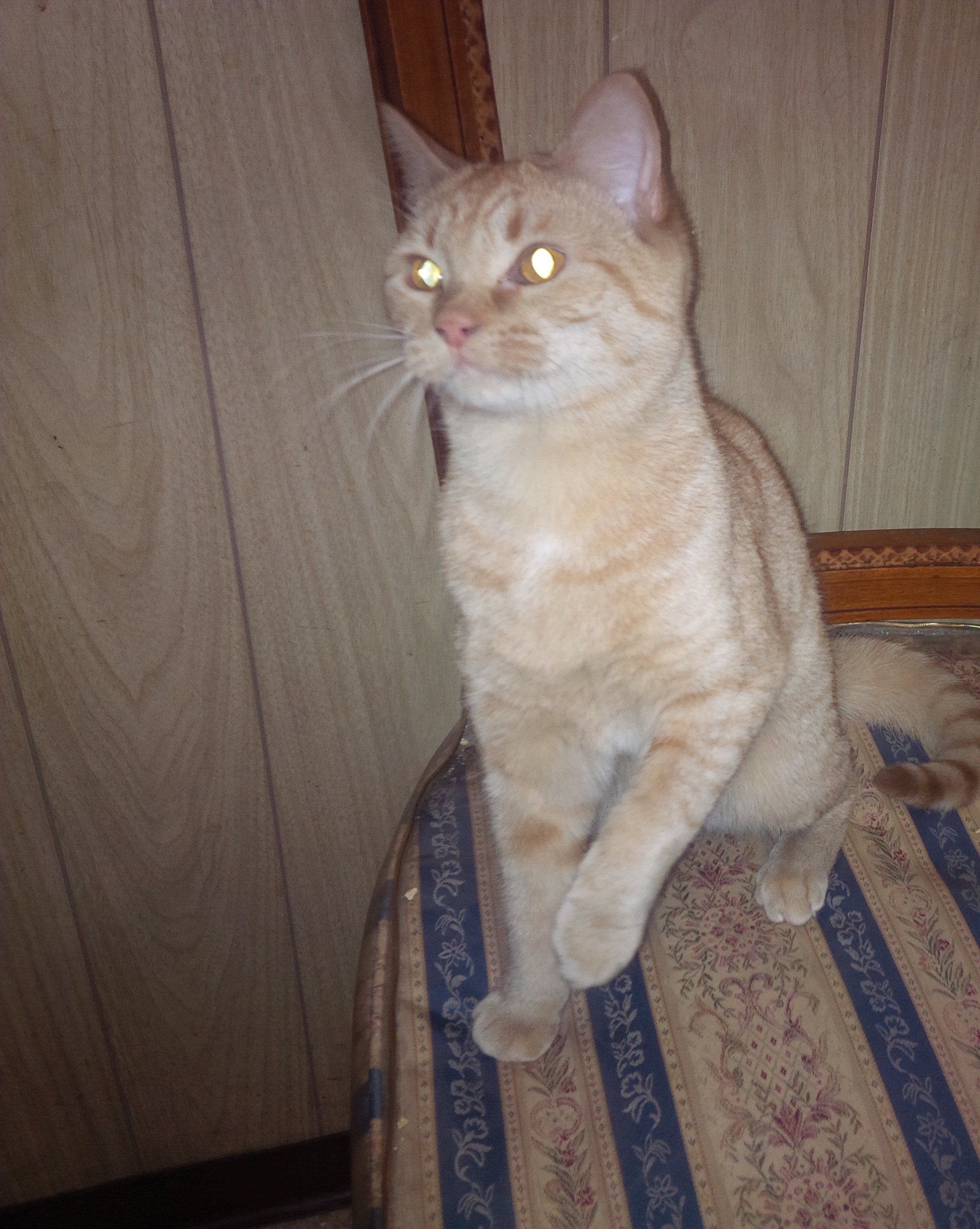 /lostandfound/images/lnfpets/original/23486_thumb_one.jpg