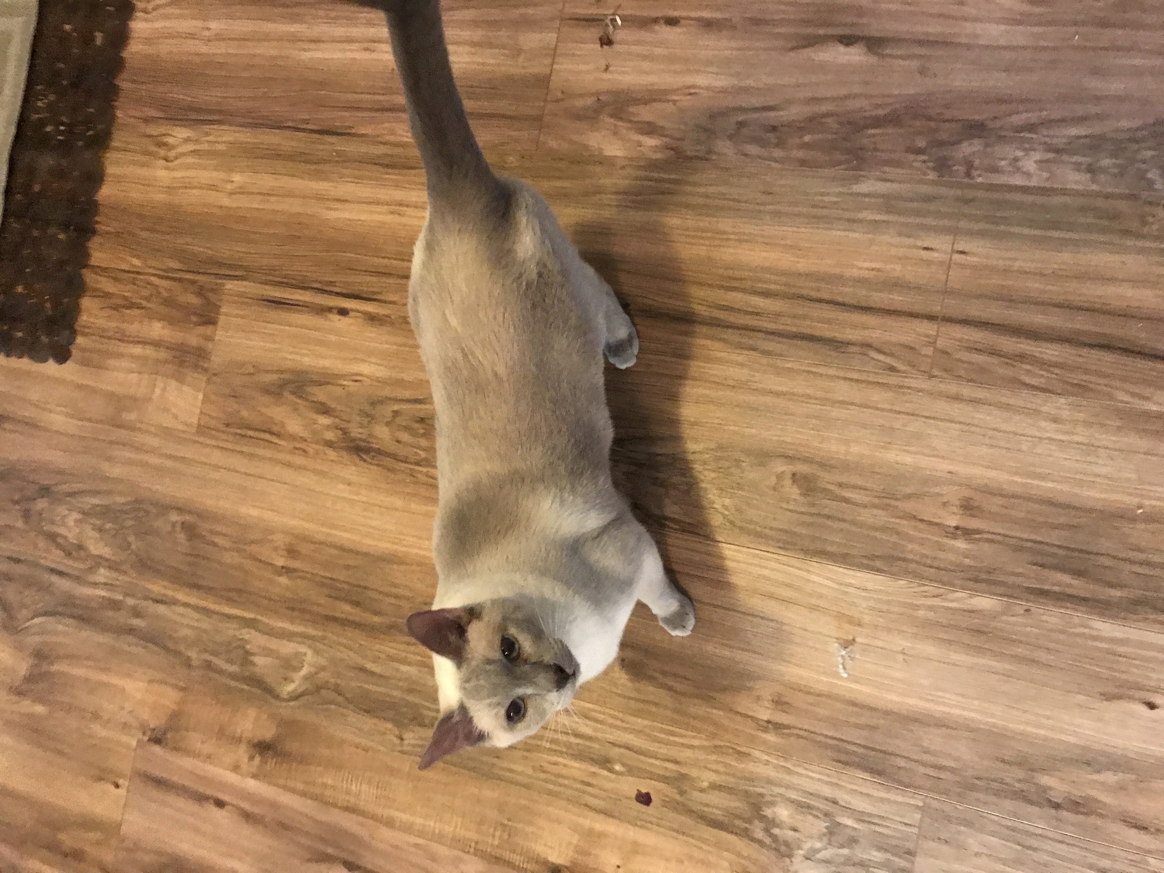 /lostandfound/images/lnfpets/original/23491_thumb_one.jpeg