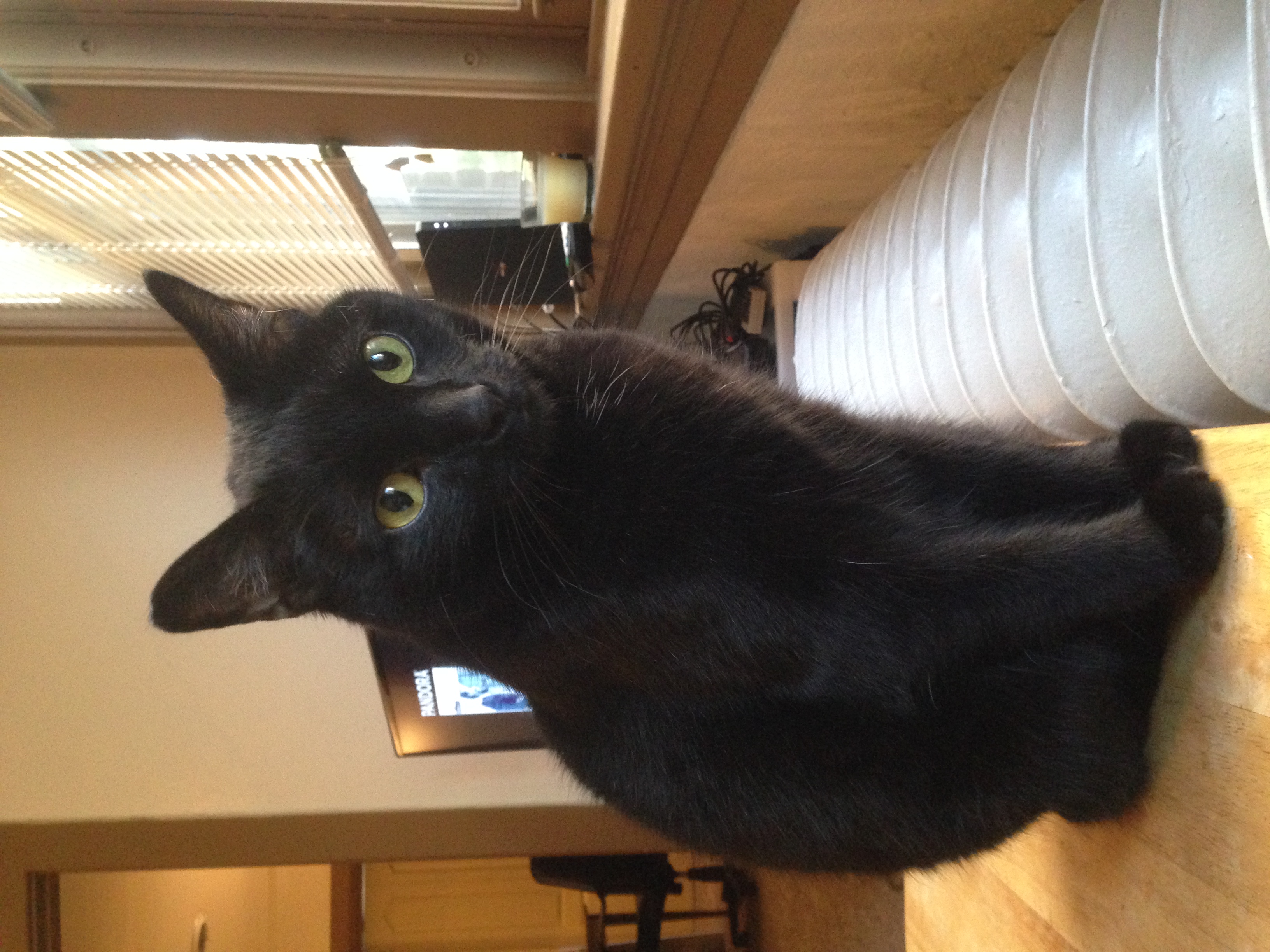 /lostandfound/images/lnfpets/original/23550_thumb_one.jpeg