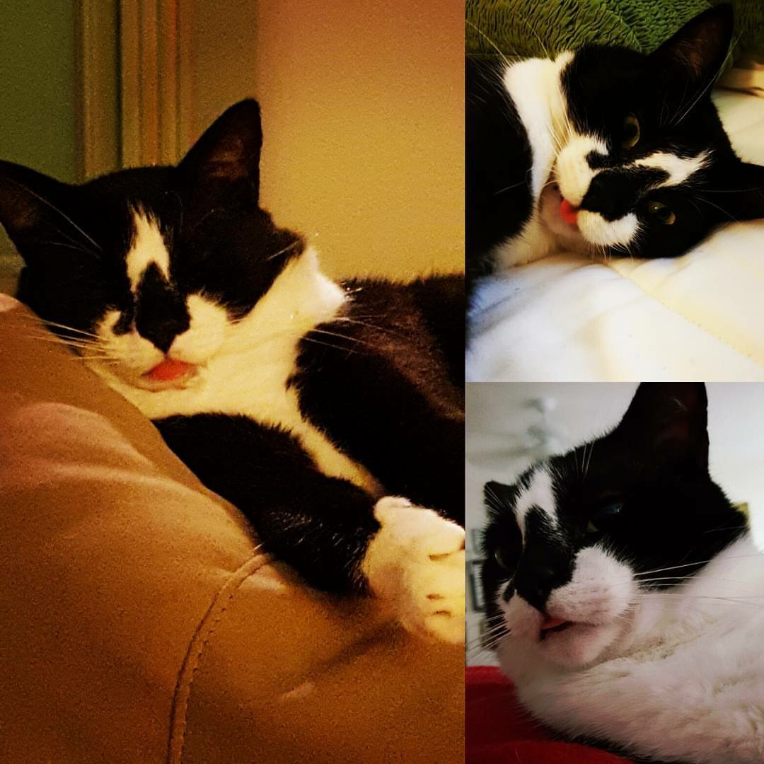 /lostandfound/images/lnfpets/original/23654_thumb_one.jpeg