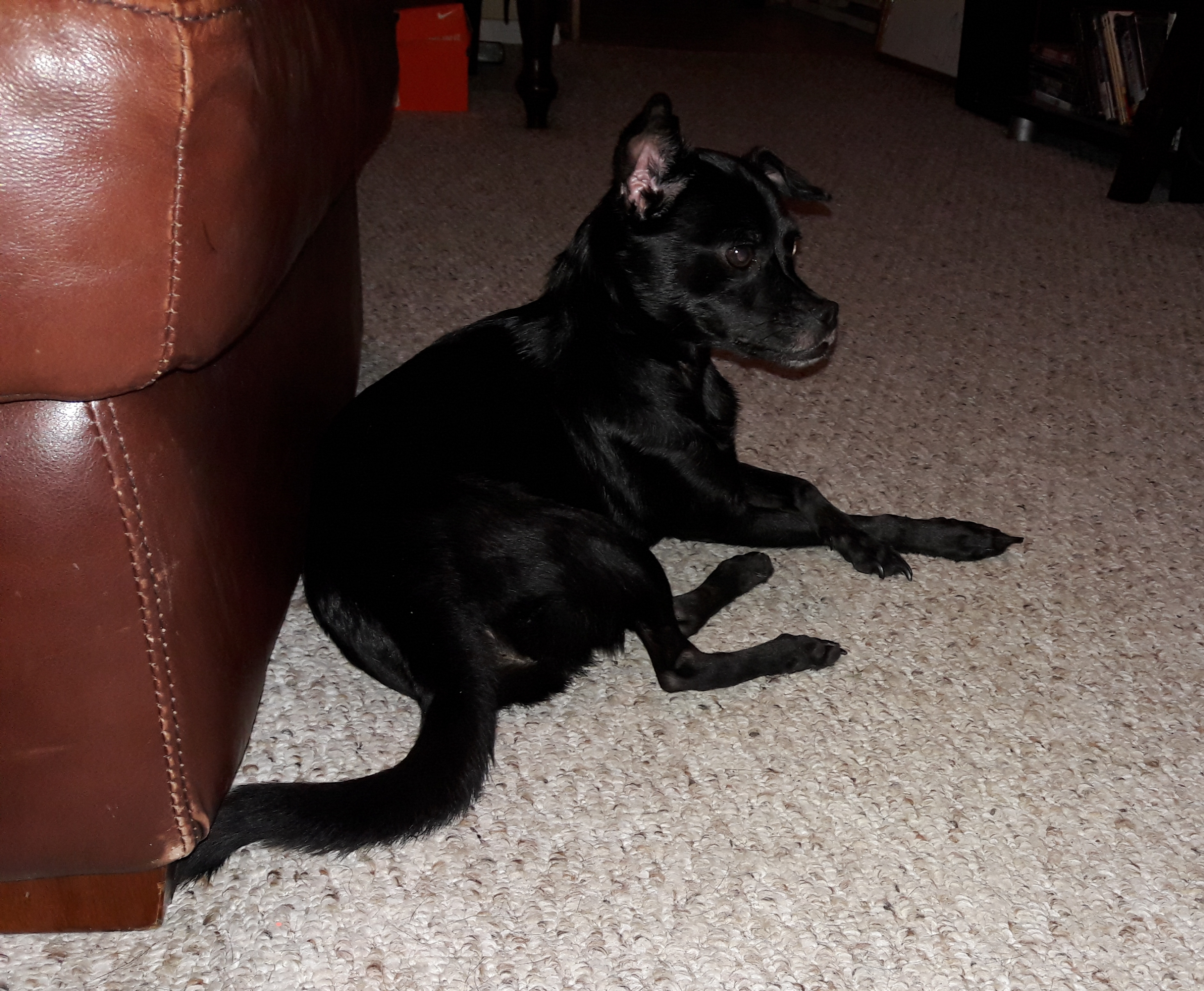 /lostandfound/images/lnfpets/original/23742_thumb_one.jpg