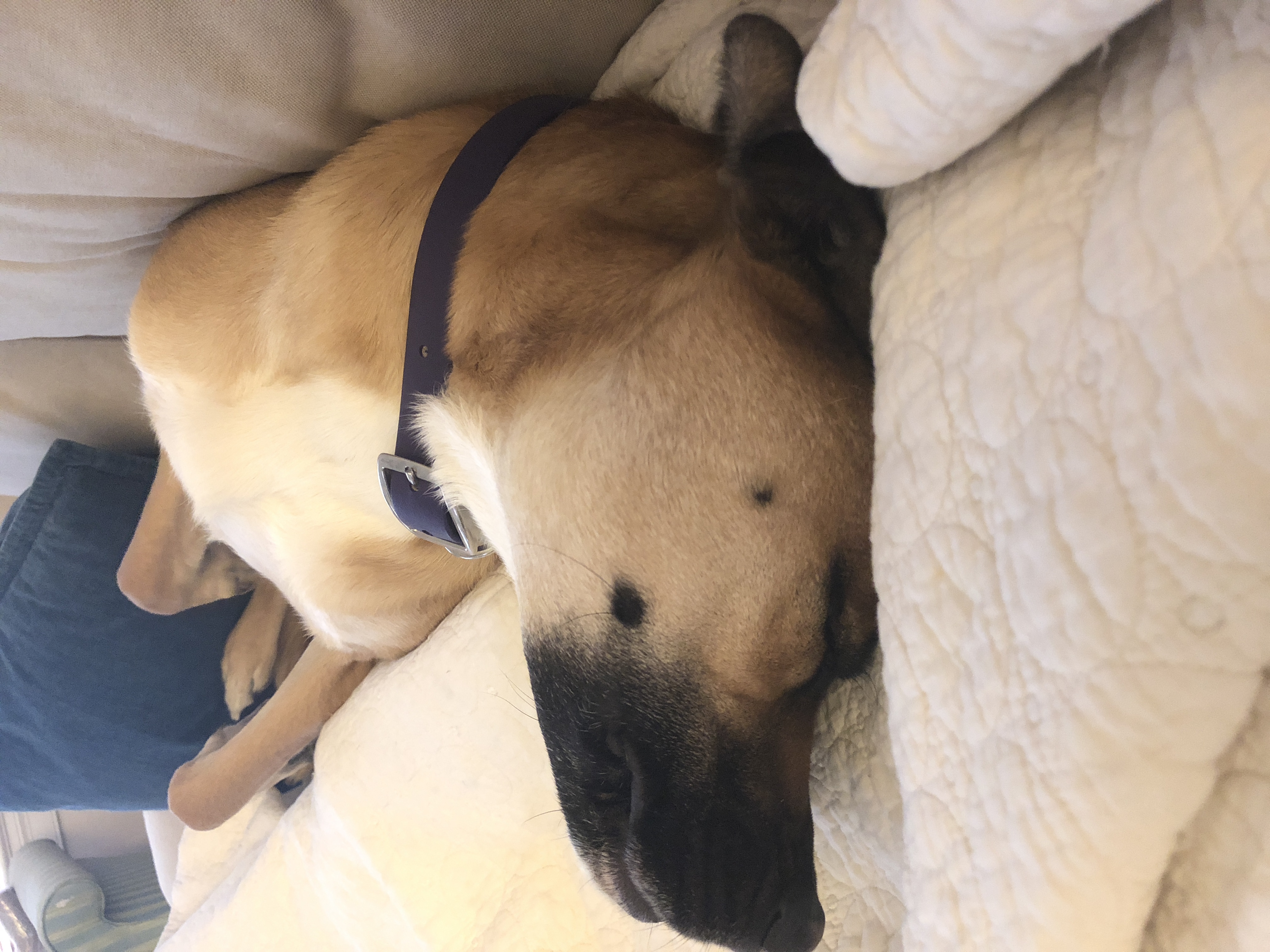 /lostandfound/images/lnfpets/original/23807_thumb_one.jpeg