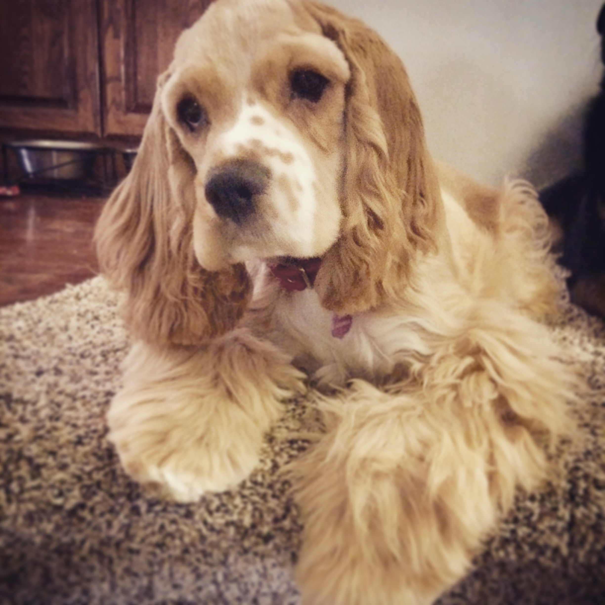 /lostandfound/images/lnfpets/original/23970_thumb_one.jpeg