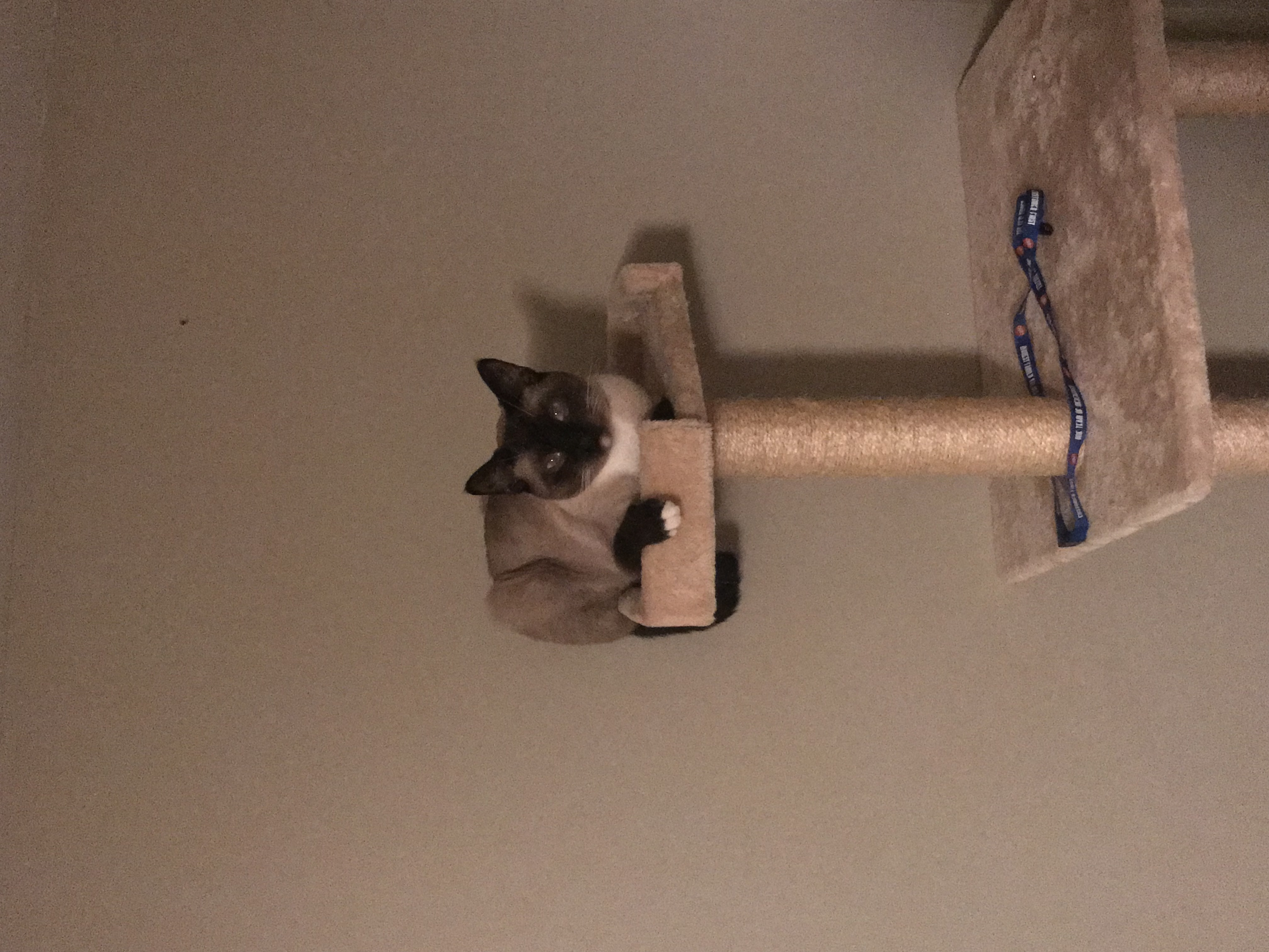 /lostandfound/images/lnfpets/original/24231_thumb_one.jpeg
