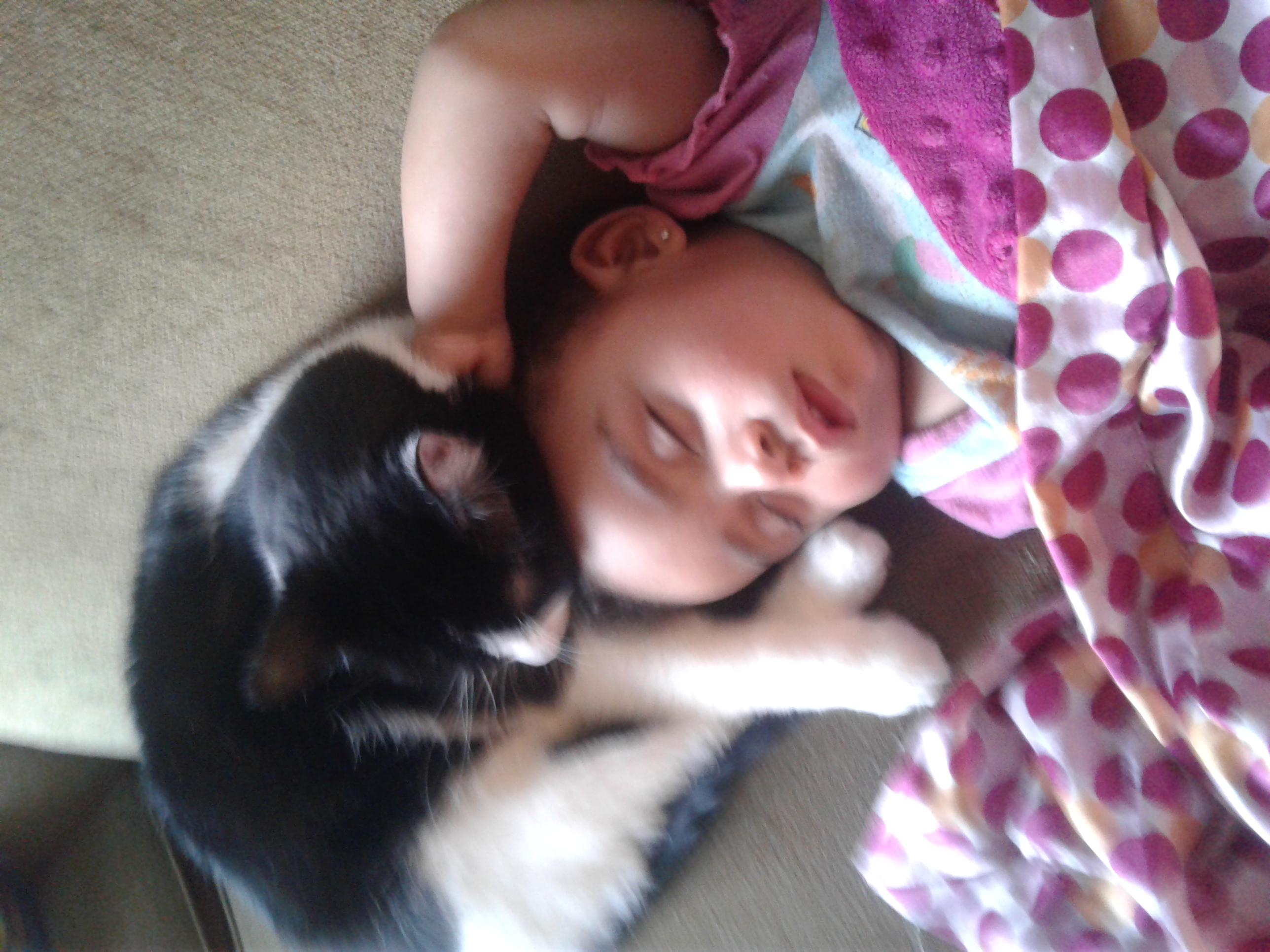 /lostandfound/images/lnfpets/original/24575_thumb_one.jpg