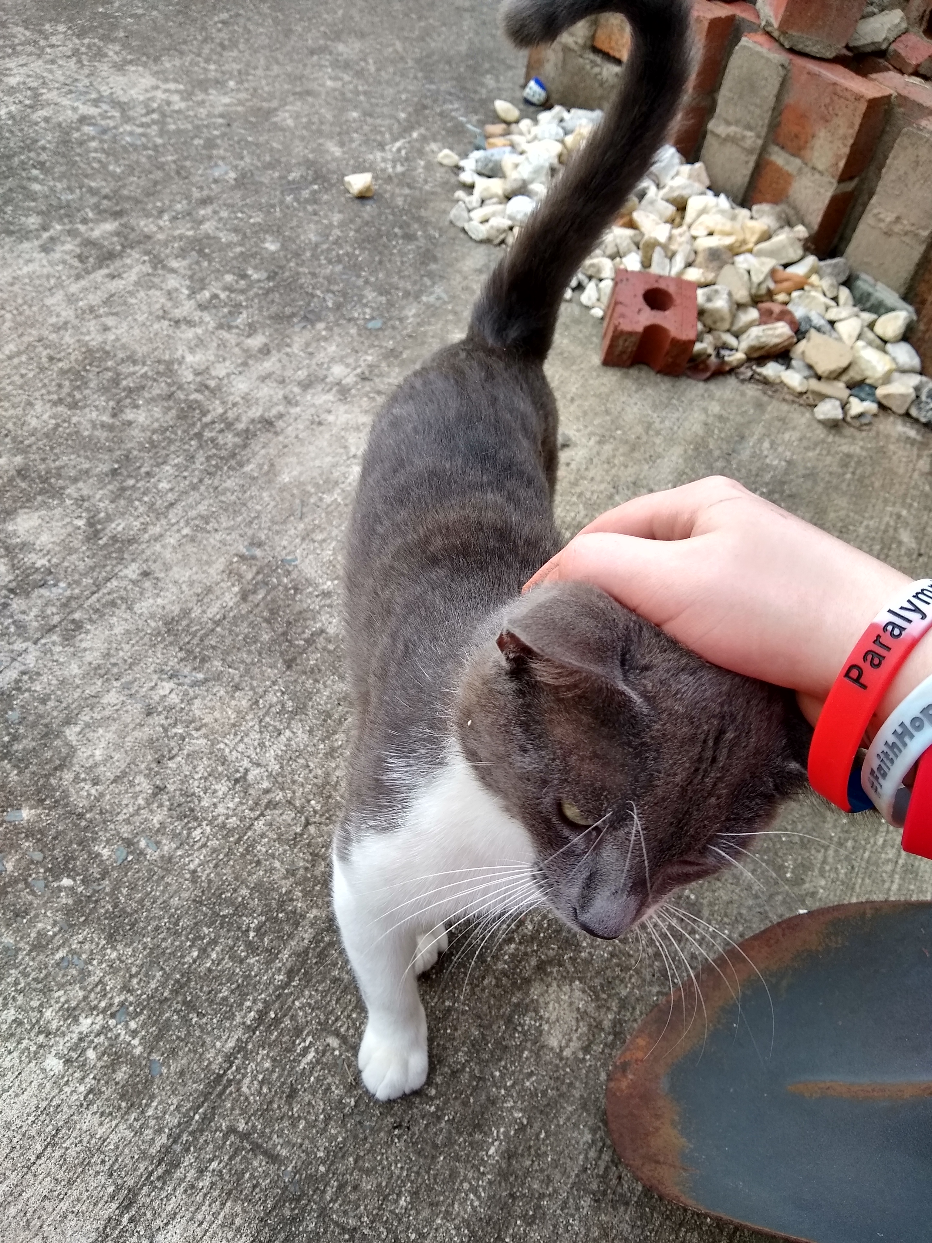 /lostandfound/images/lnfpets/original/24809_thumb_one.jpg