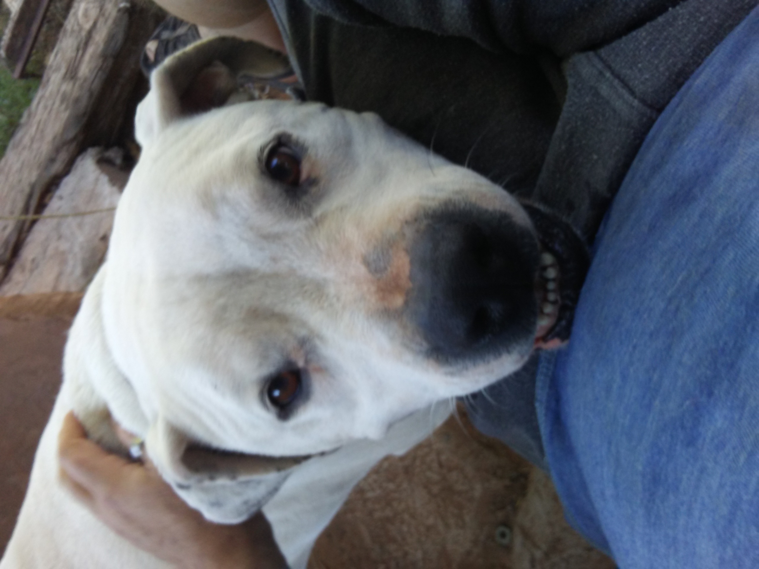 /lostandfound/images/lnfpets/original/24906_20372_0711180844.jpg