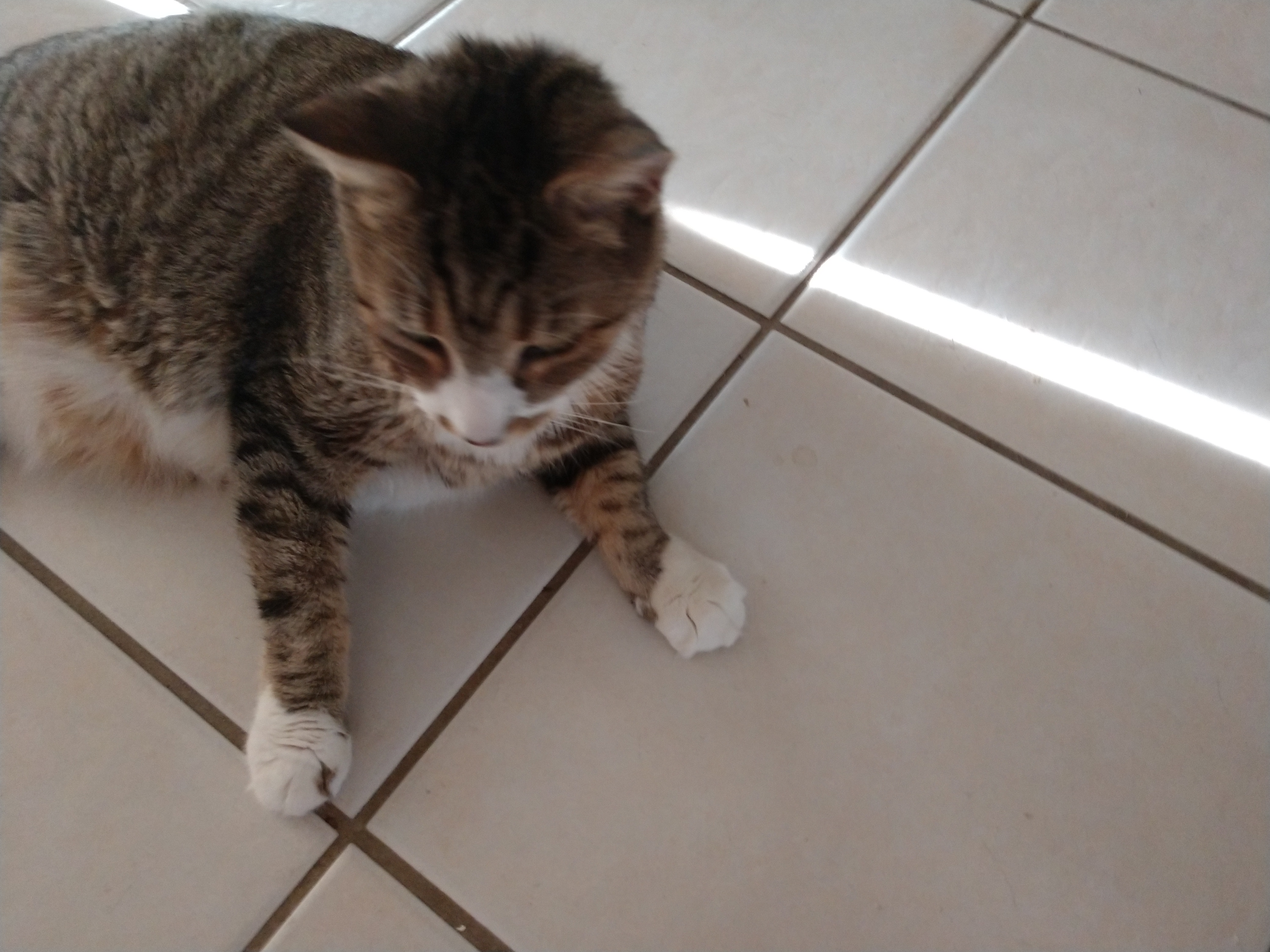 /lostandfound/images/lnfpets/original/25125_thumb_one.jpg