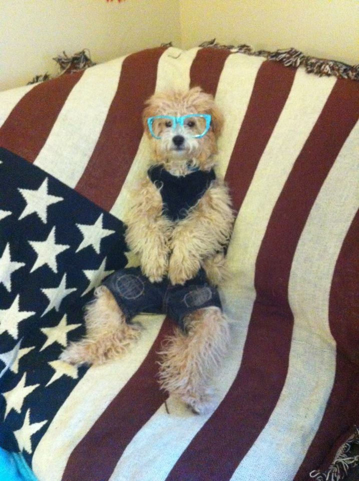/lostandfound/images/lnfpets/original/25229_thumb_one.jpeg