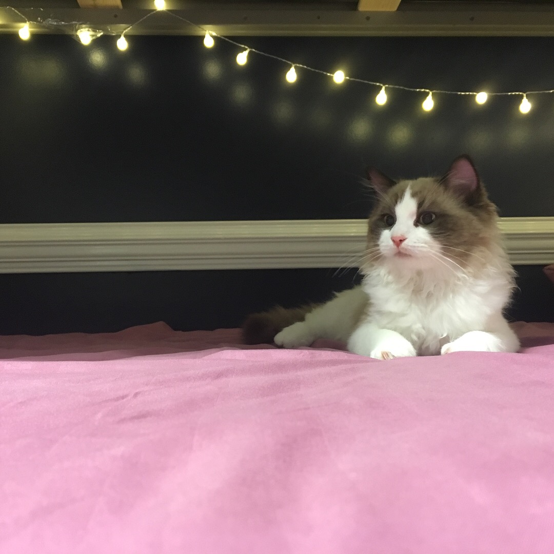 /lostandfound/images/lnfpets/original/25235_thumb_one.jpeg