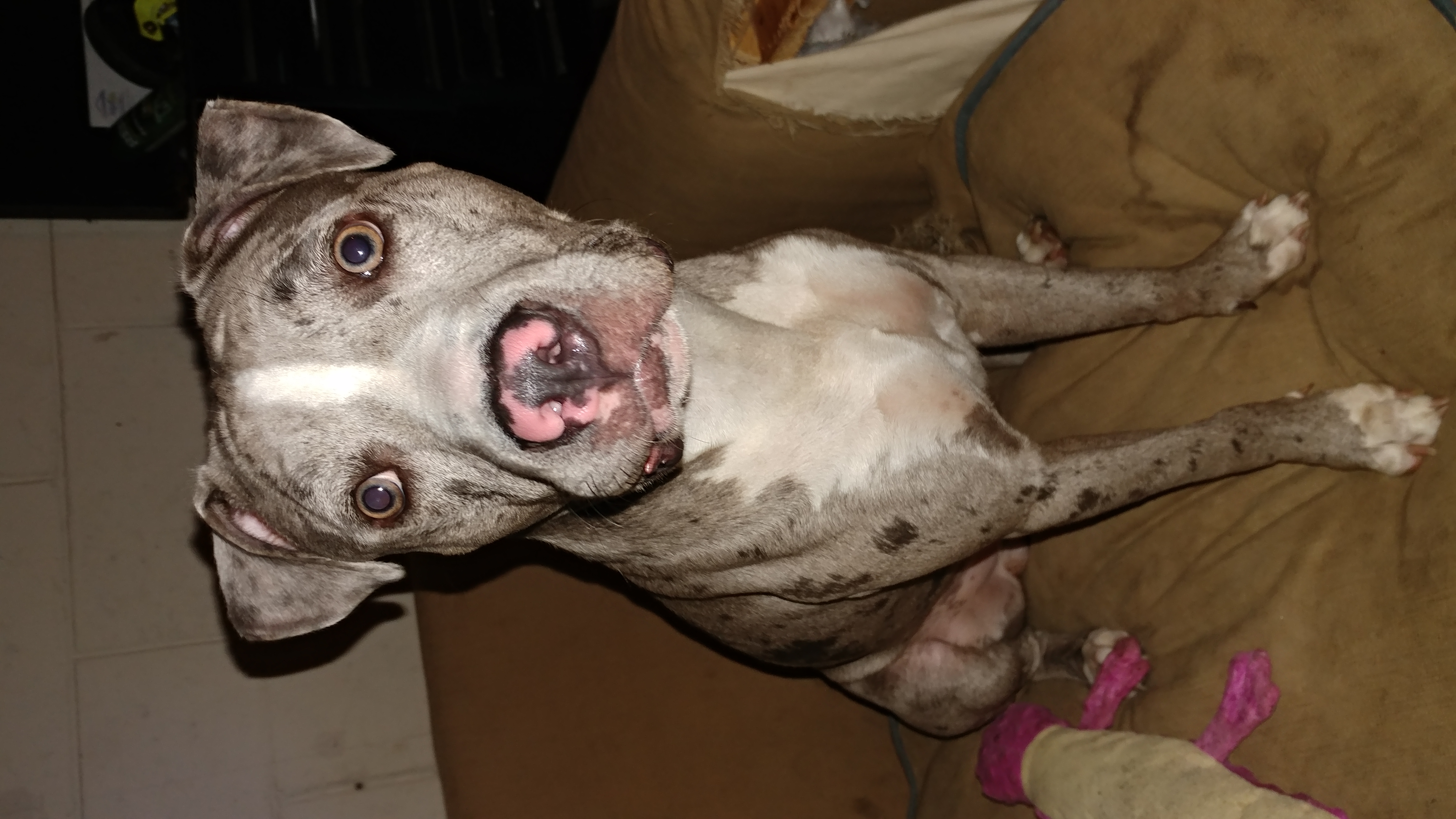 /lostandfound/images/lnfpets/original/25317_thumb_one.jpg